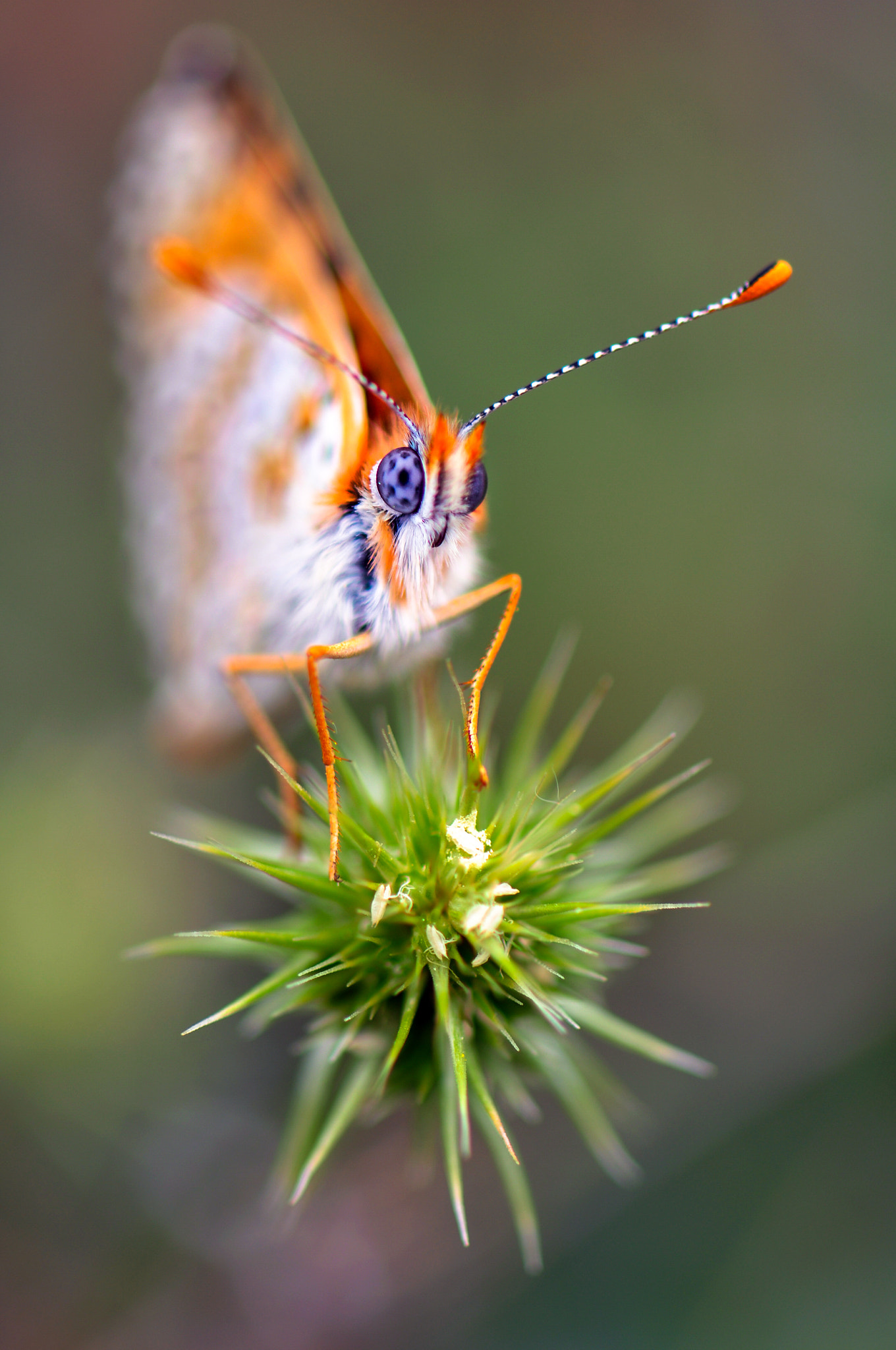 Nikon AF-S Micro-Nikkor 105mm F2.8G IF-ED VR sample photo. Butterfly photography