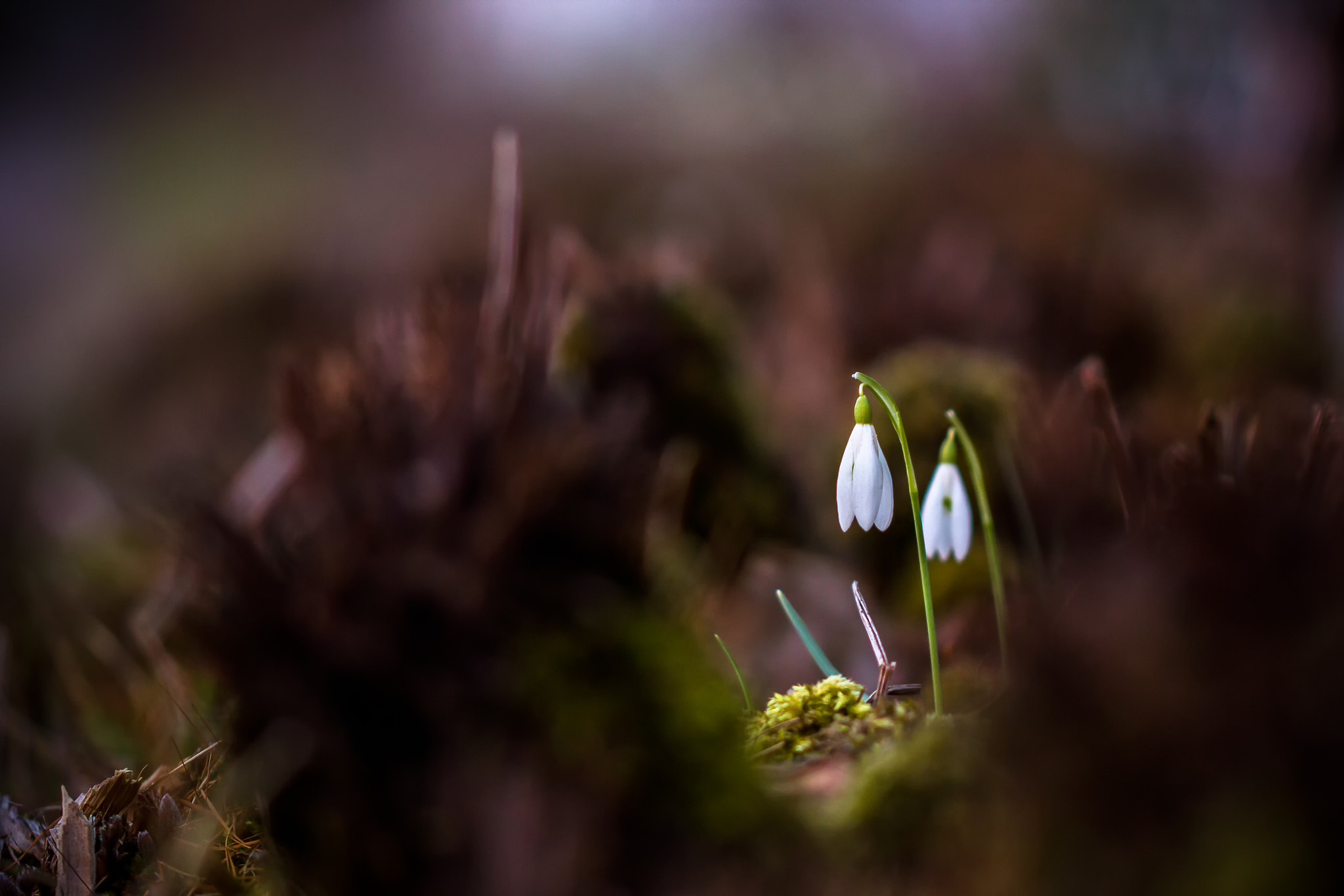 Canon EOS 60D + Sigma 105mm F2.8 EX DG OS HSM sample photo. Just the two of us photography