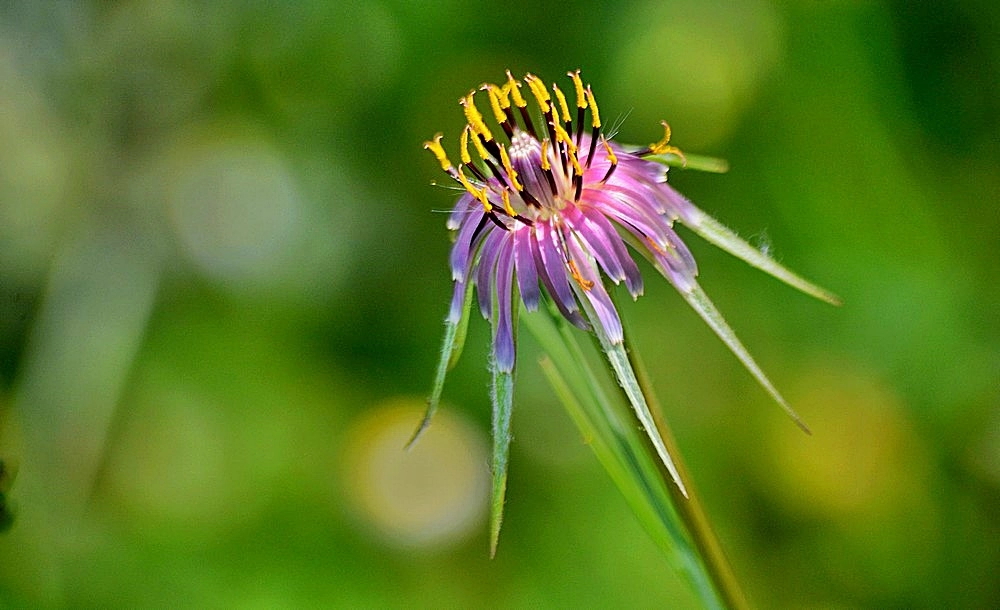 Sigma 70-300mm F4-5.6 APO Macro Super II sample photo. Les fleurs des champs photography