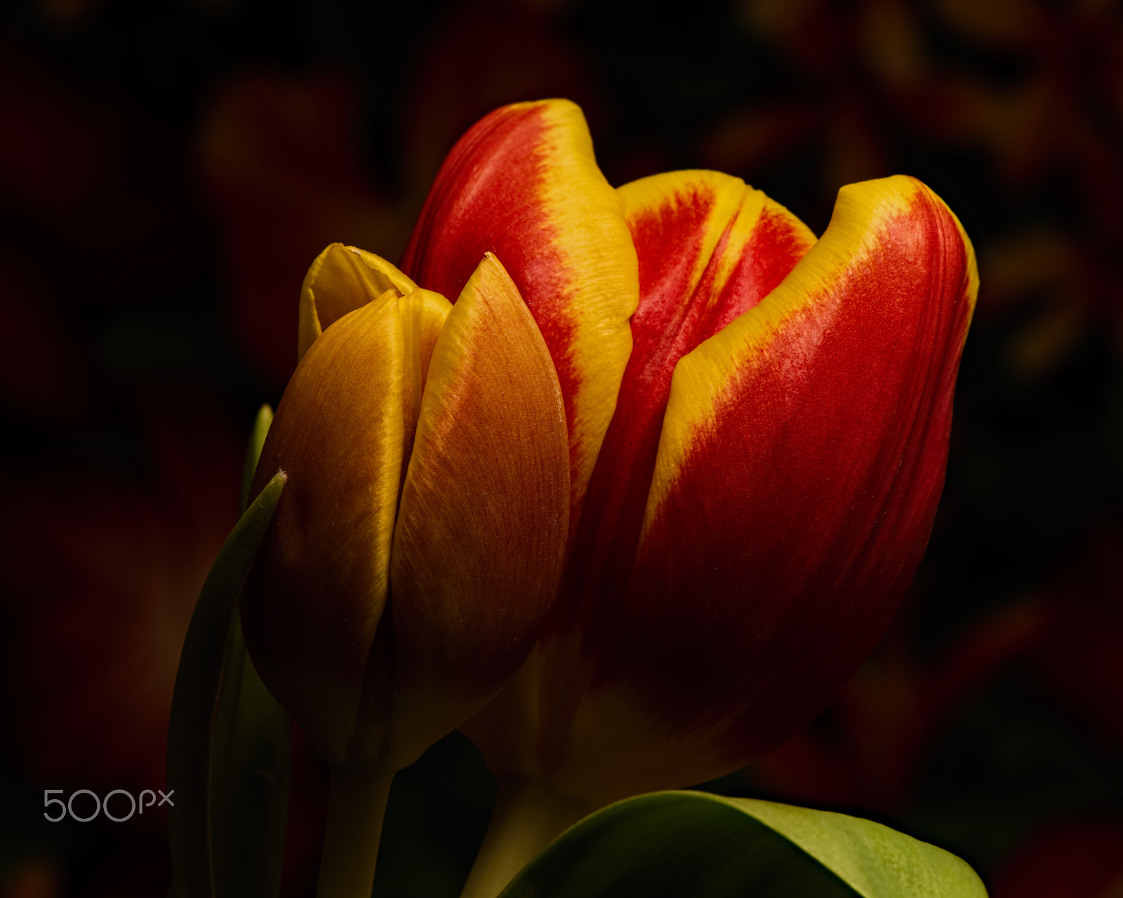 Nikon AF-S Micro-Nikkor 105mm F2.8G IF-ED VR sample photo. I think there's something behind me 0103 photography