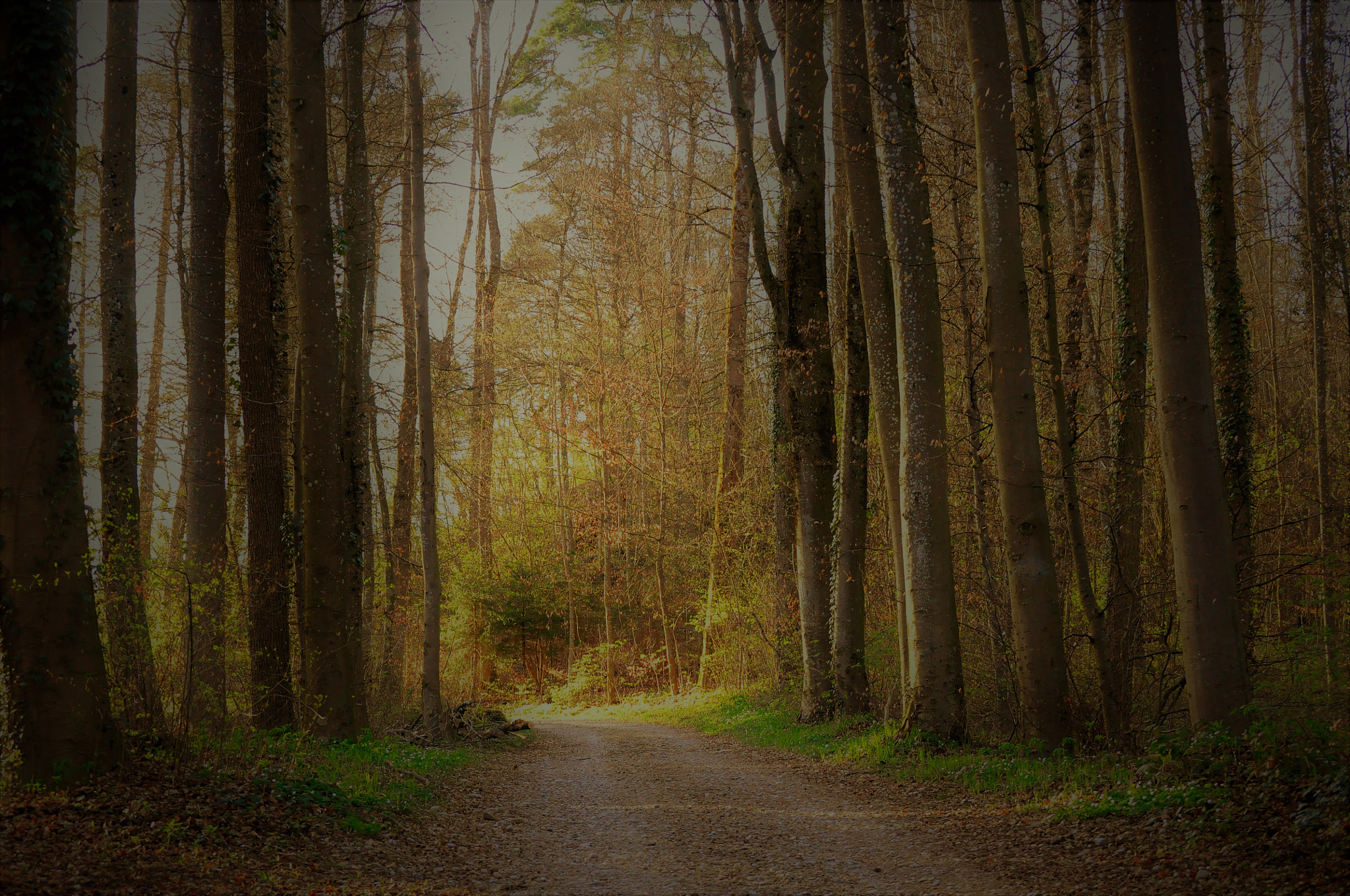 Nikon D90 sample photo. Enchanted forest photography