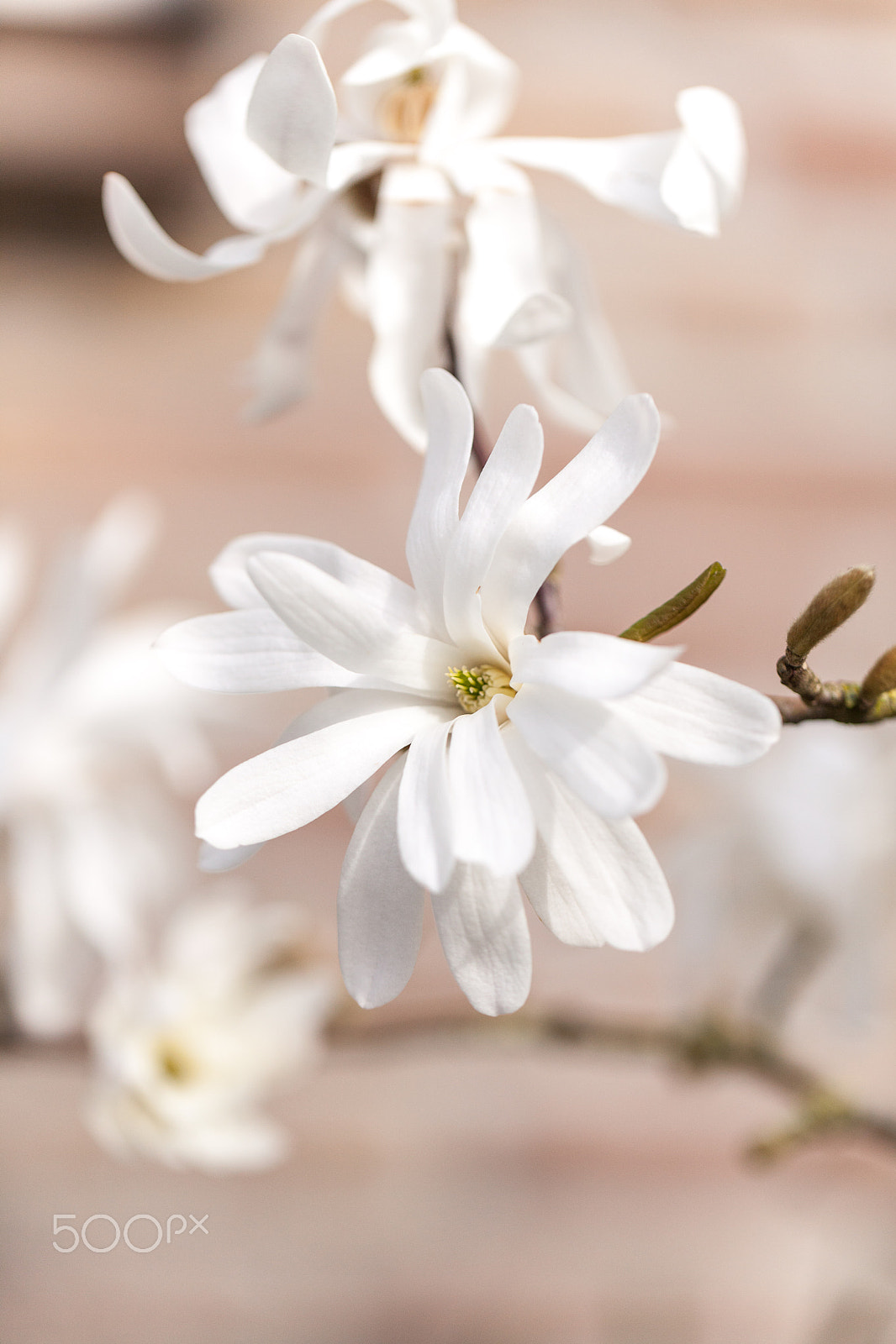 Canon EF 100mm F2.8L Macro IS USM sample photo. Spring photography