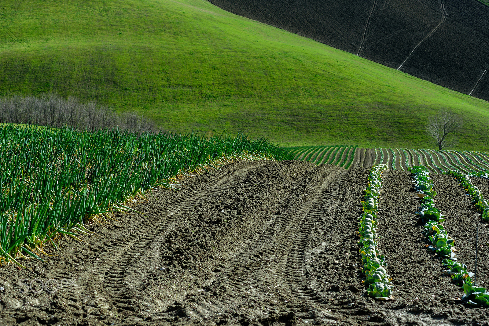 Nikon D750 + Nikon AF-Nikkor 80-200mm F2.8D ED sample photo. Shadows in green fields photography