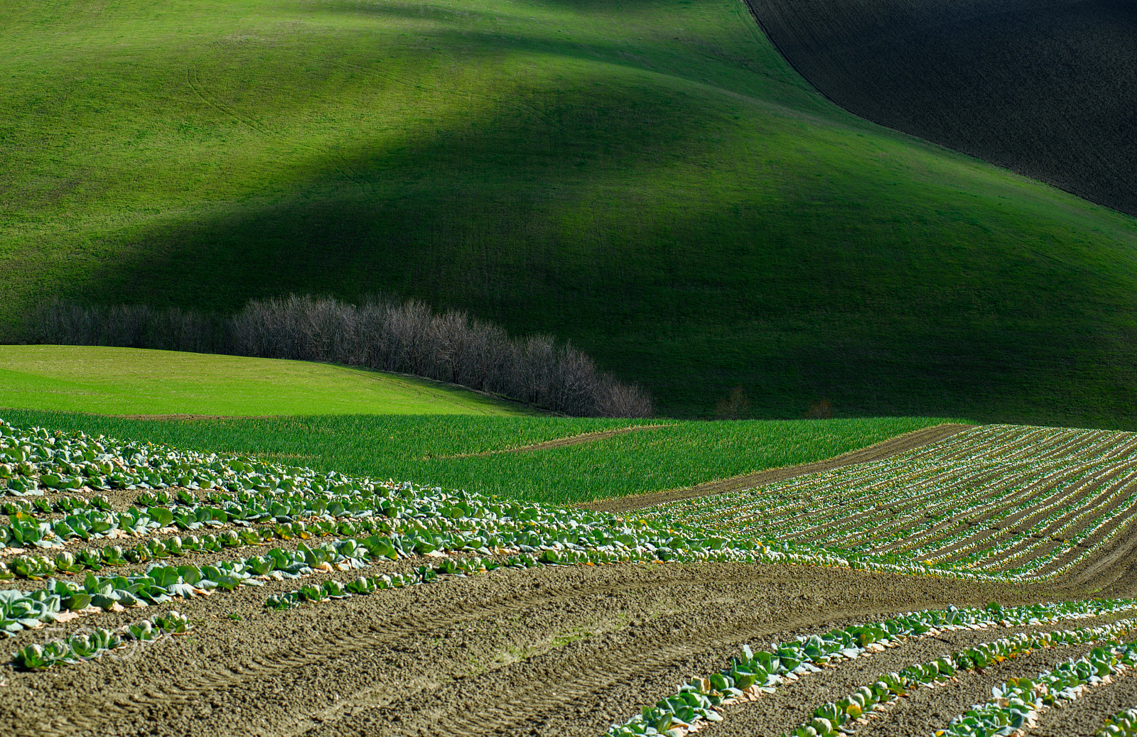 Nikon AF-Nikkor 80-200mm F2.8D ED sample photo. Shadows in green fields photography