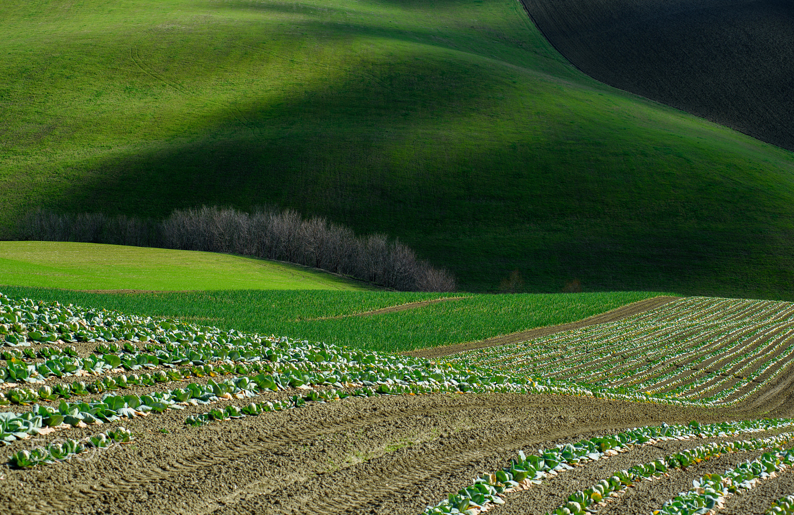 Nikon D750 + Nikon AF-Nikkor 80-200mm F2.8D ED sample photo. Shadows in green fields photography