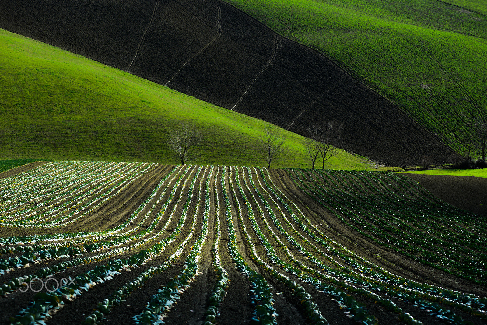 Nikon AF-Nikkor 80-200mm F2.8D ED sample photo. Shadows in green fields photography