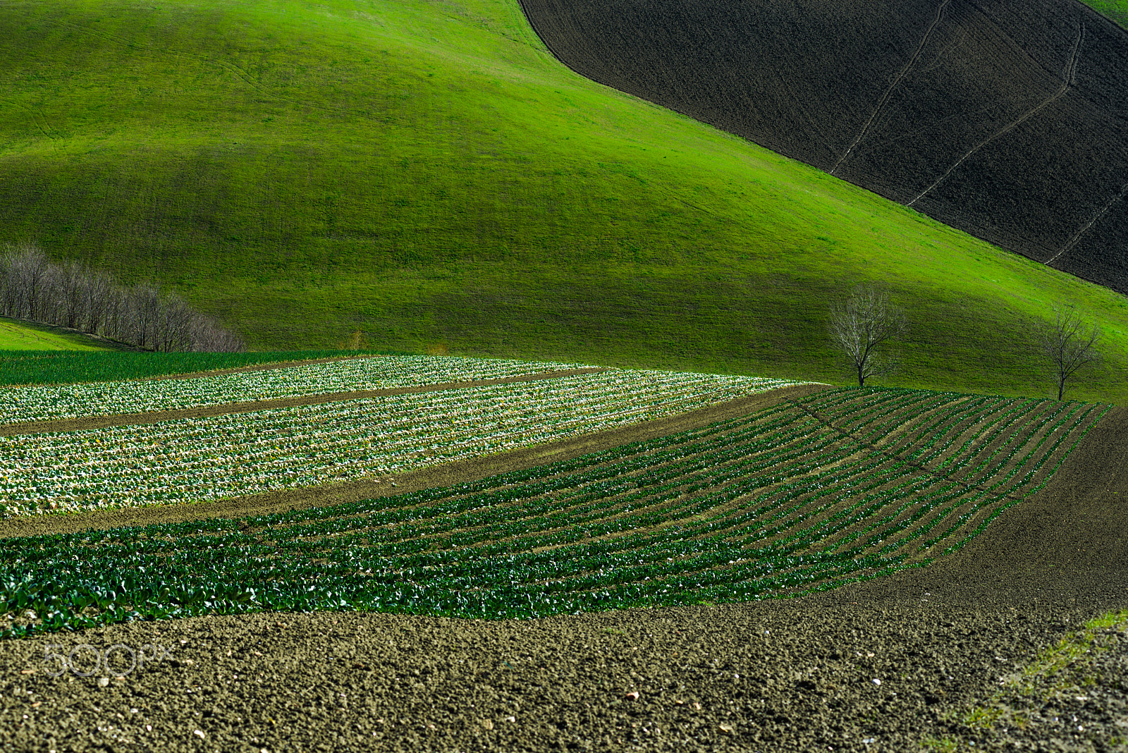 Nikon AF-Nikkor 80-200mm F2.8D ED sample photo. Shadows in green fields photography