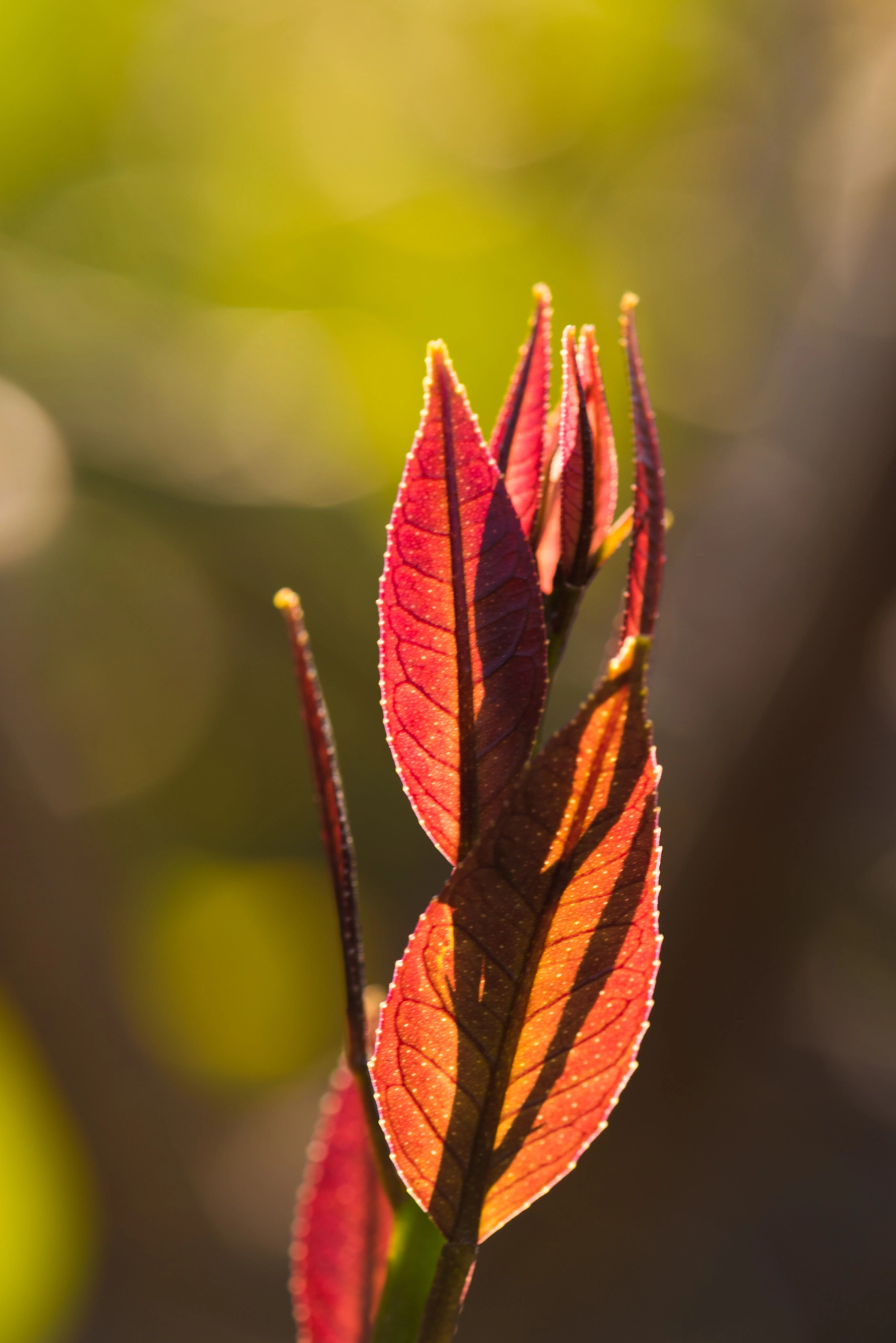 Nikon AF-S Micro-Nikkor 105mm F2.8G IF-ED VR sample photo. Leaf photography