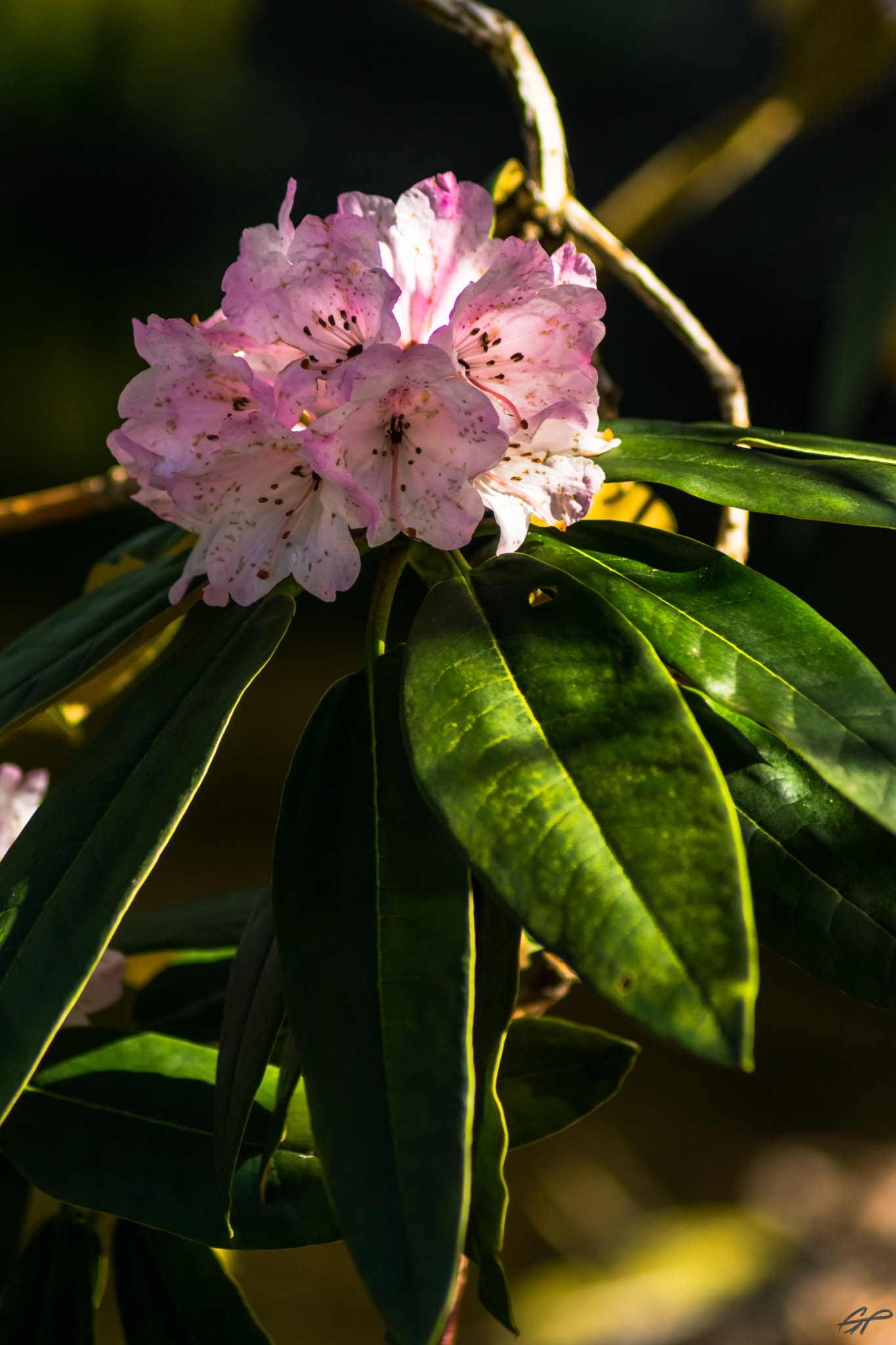 Nikon D3300 + Sigma 50-150mm F2.8 EX APO DC HSM II + 1.4x sample photo. Pink rhododendron photography