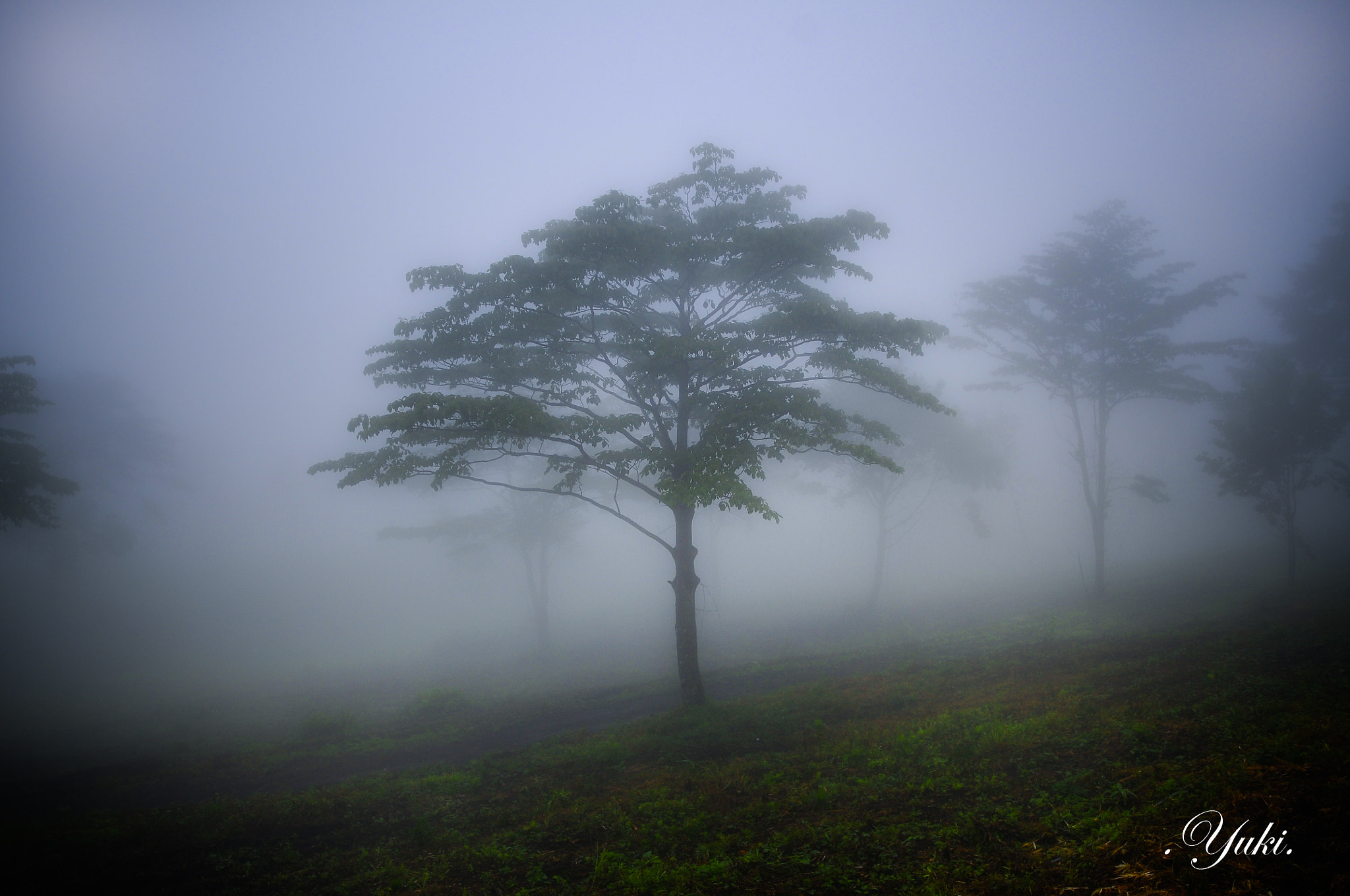 Nikon D300 + Nikon AF-S Nikkor 17-35mm F2.8D ED-IF sample photo. 内山牧場 濃霧Ⅱ photography