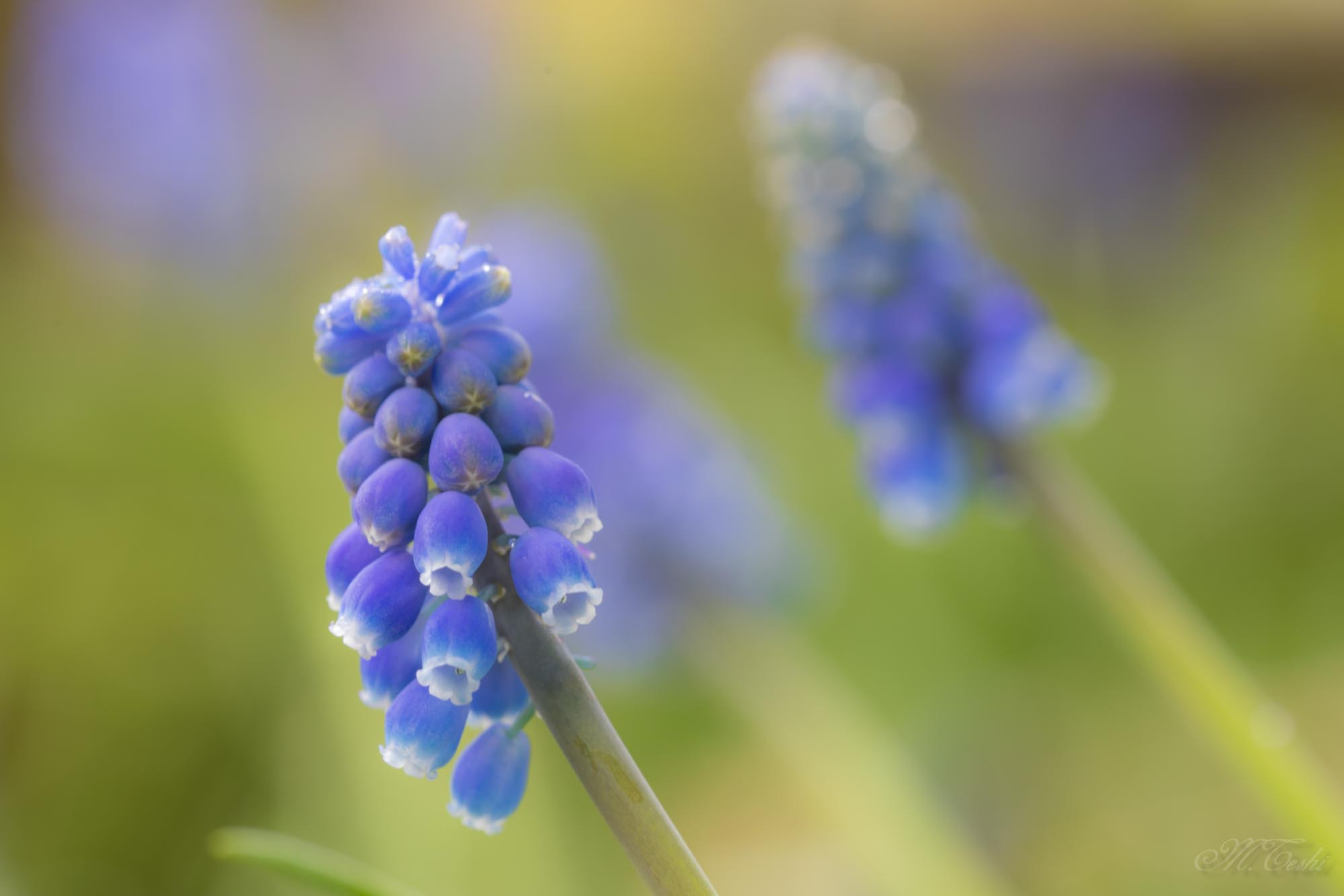 Sigma 150mm f/2.8 EX DG OS HSM APO Macro sample photo. Muscari 2017-02 photography