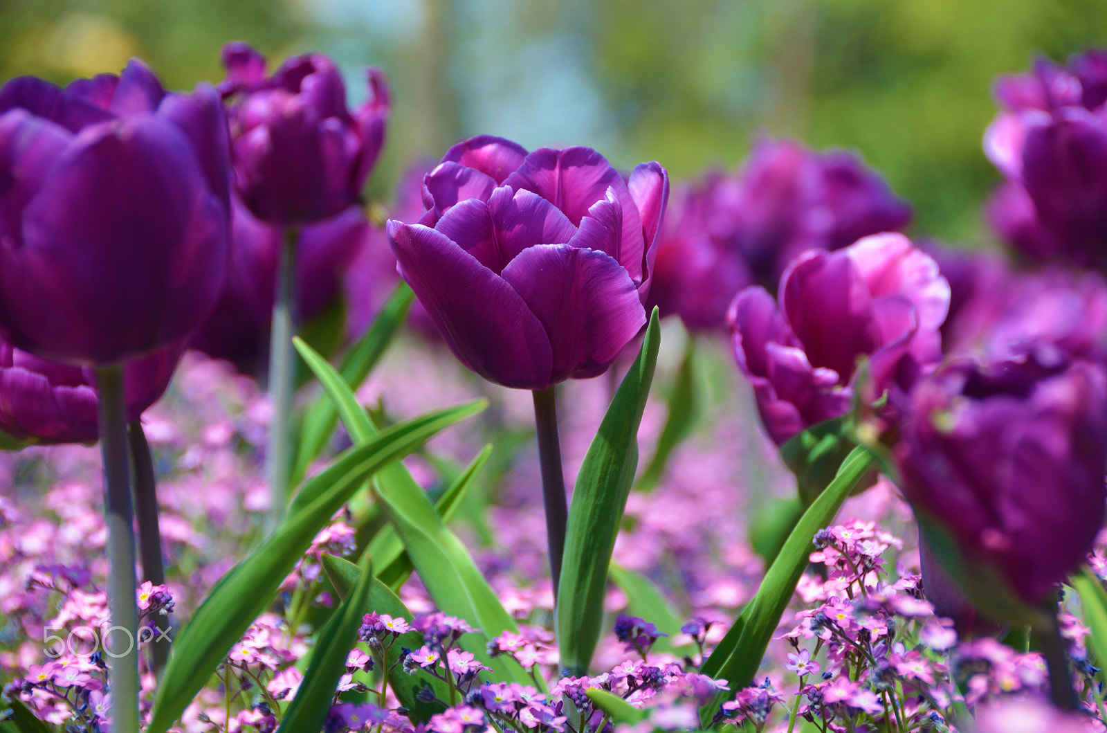 Nikon D5100 + AF-S Zoom-Nikkor 24-85mm f/3.5-4.5G IF-ED sample photo. Purple tulips photography