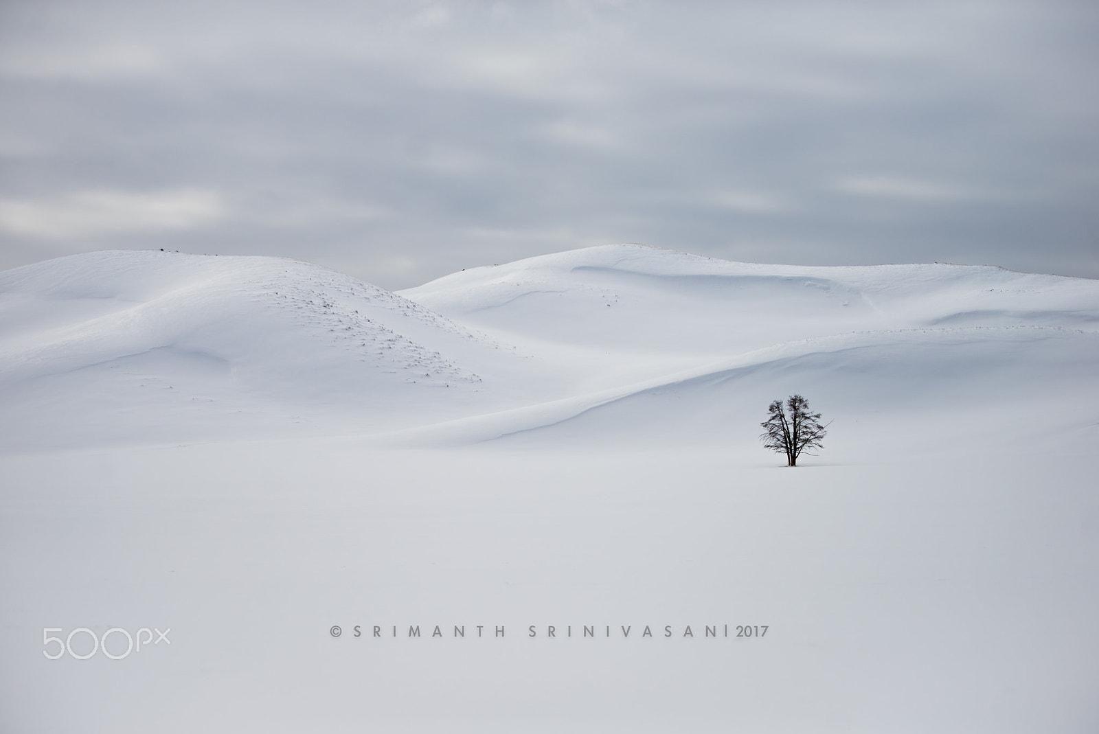 Nikon AF-S Nikkor 70-200mm F2.8G ED VR II sample photo. Lone survivor photography