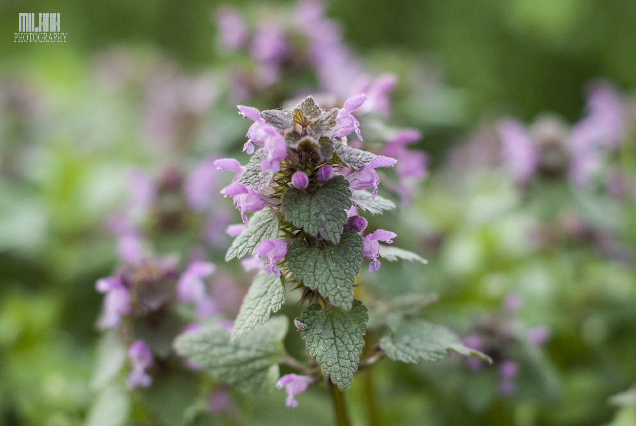 Sony Alpha DSLR-A200 sample photo. Spring 2 photography