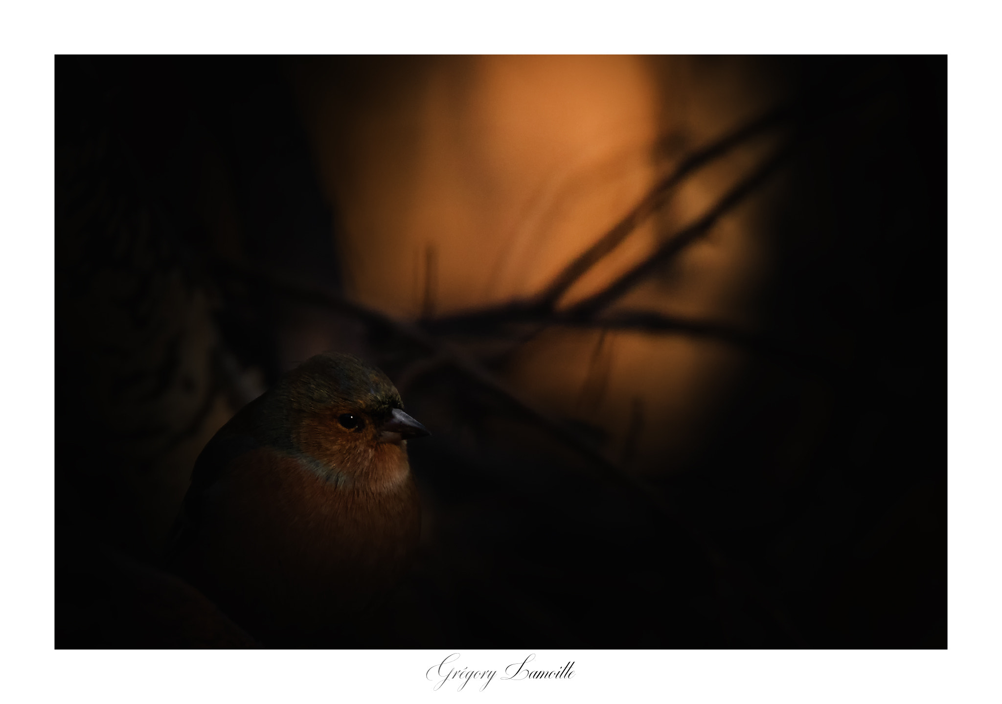 Tamron SP 150-600mm F5-6.3 Di VC USD sample photo. Pinson photography