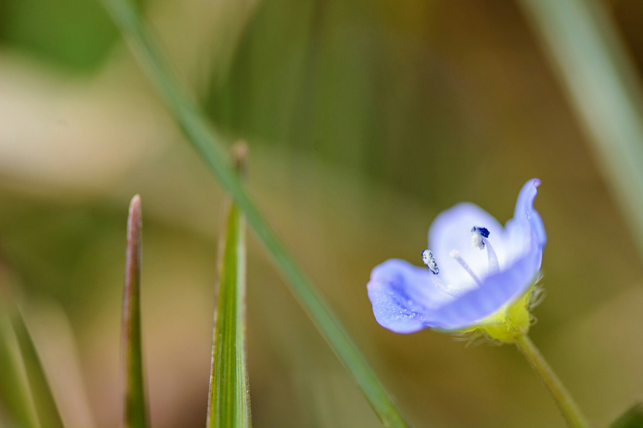 Tamron SP 90mm F2.8 Di VC USD 1:1 Macro (F004) sample photo. The other blue photography