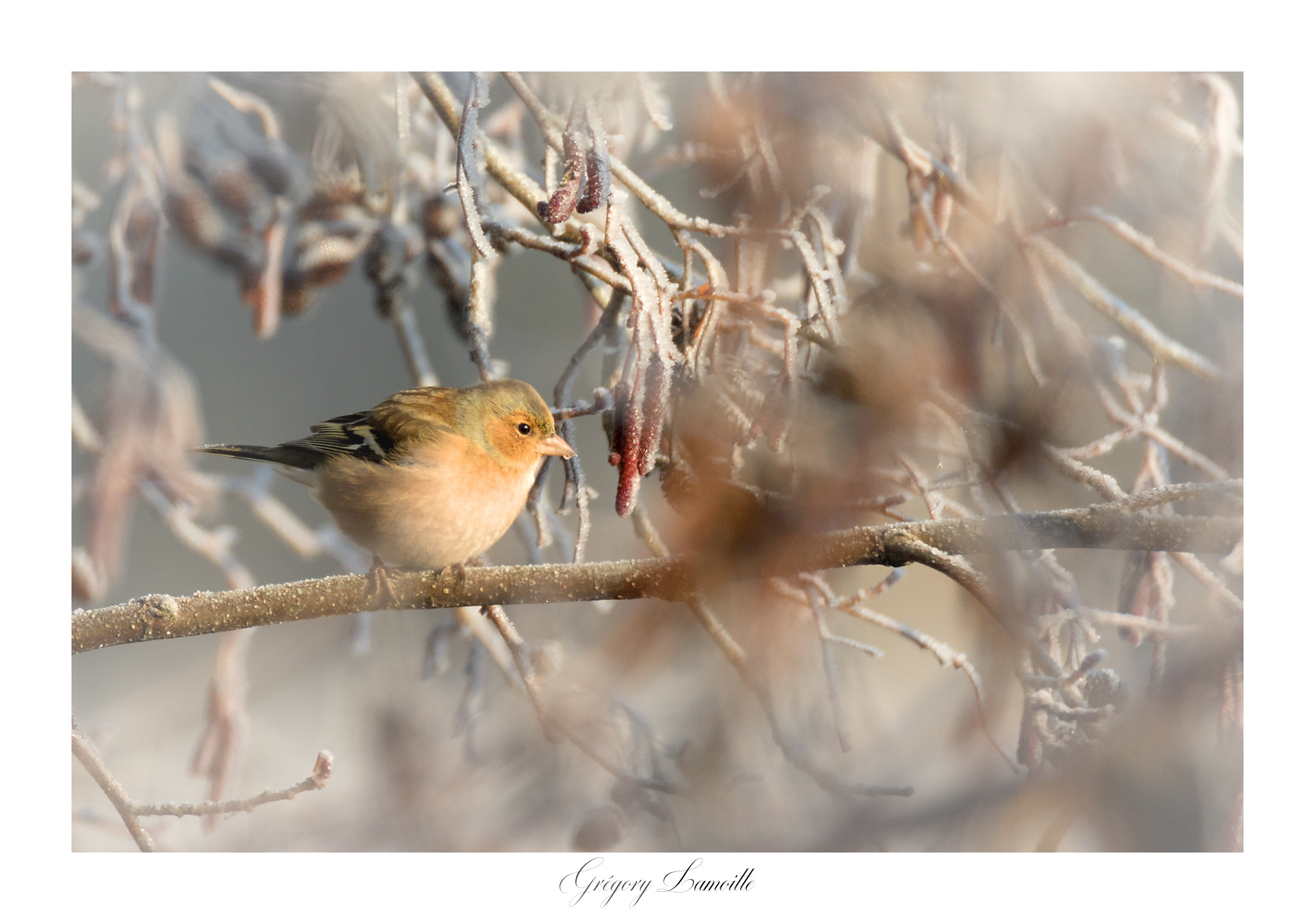 Tamron SP 150-600mm F5-6.3 Di VC USD sample photo. Pinson photography