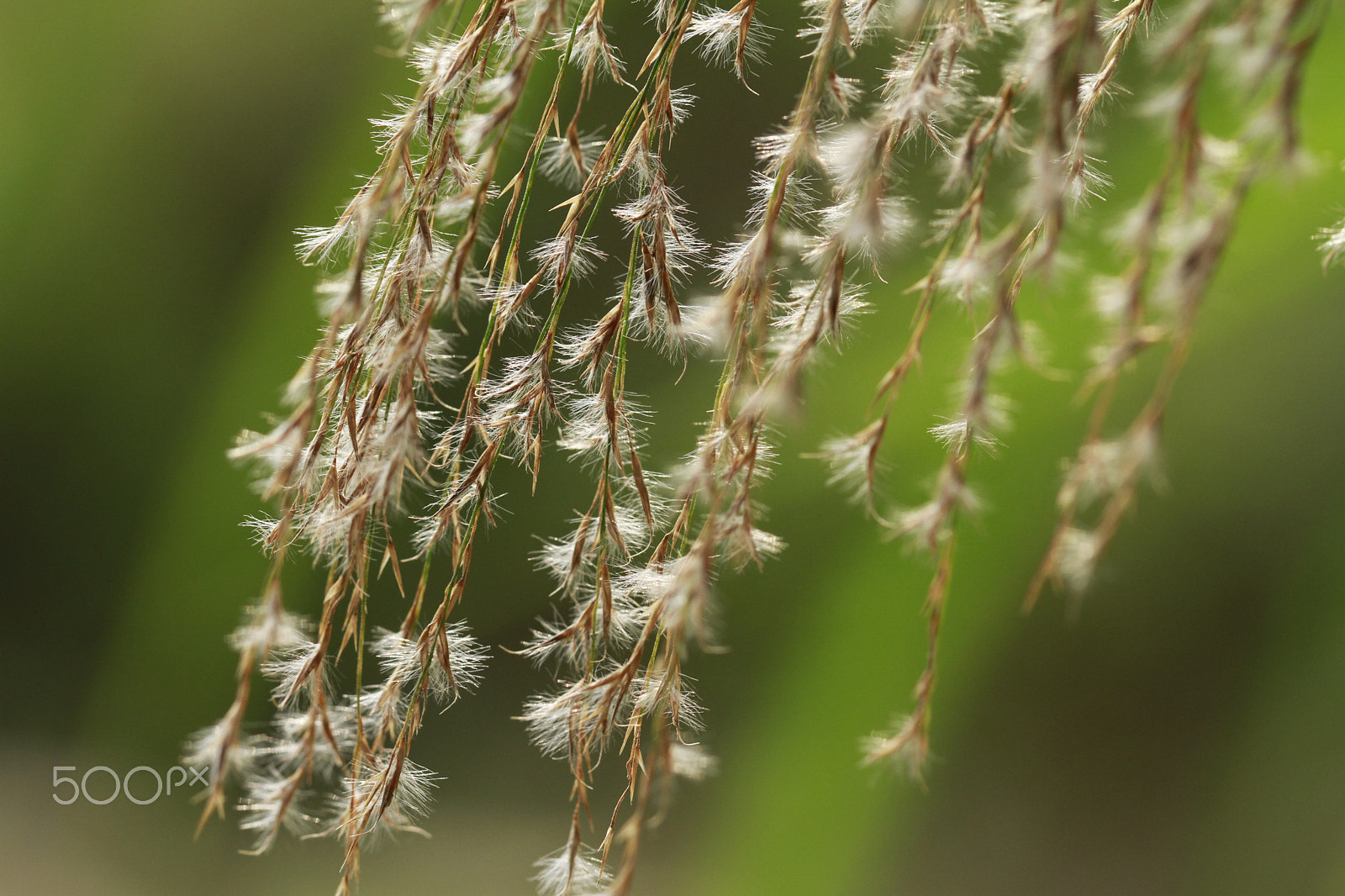 Canon EF 100mm F2.8L Macro IS USM sample photo. Soft wind bell photography