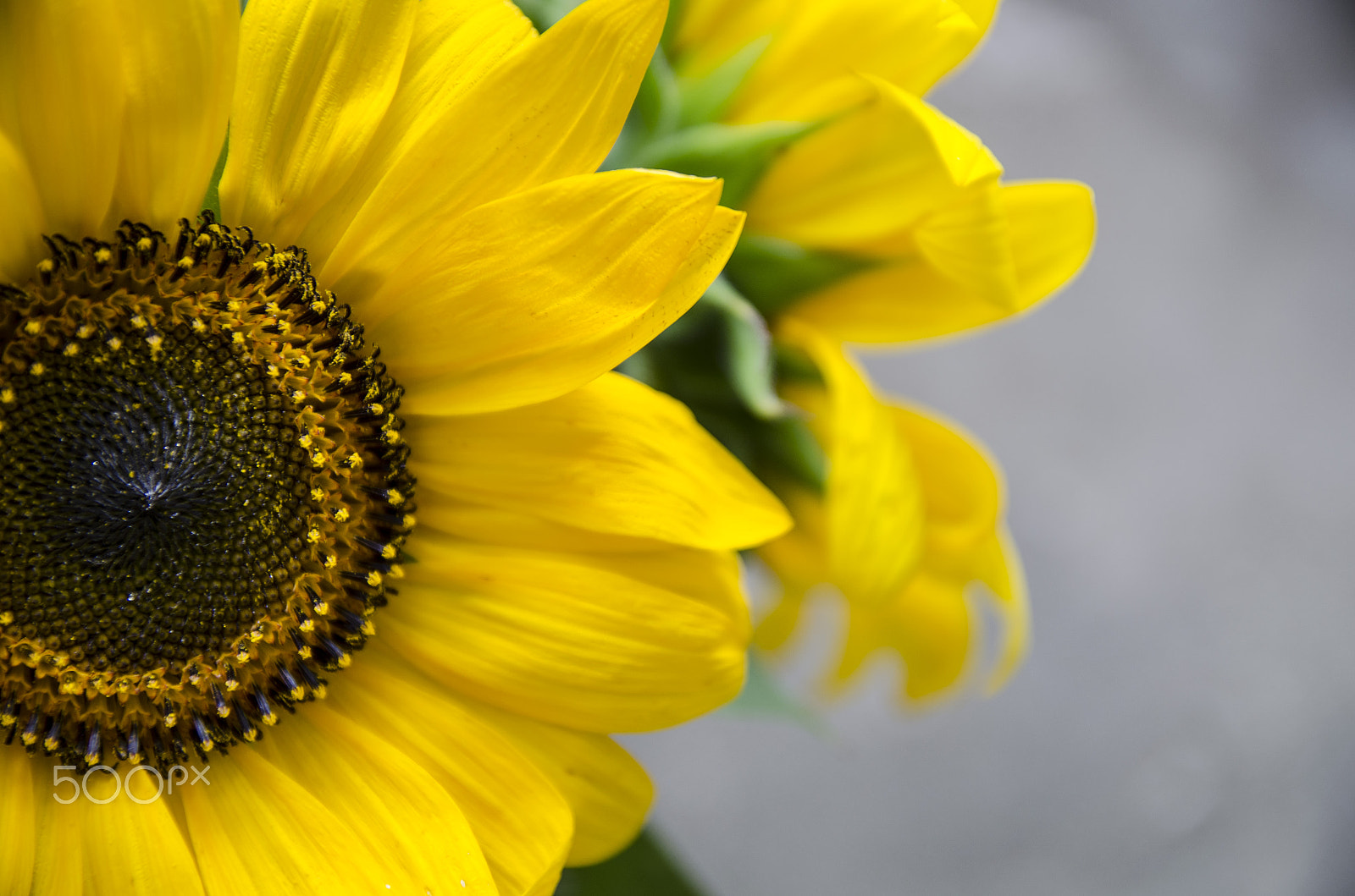 Sigma 17-50mm F2.8 EX DC OS HSM sample photo. Sunflowers photography