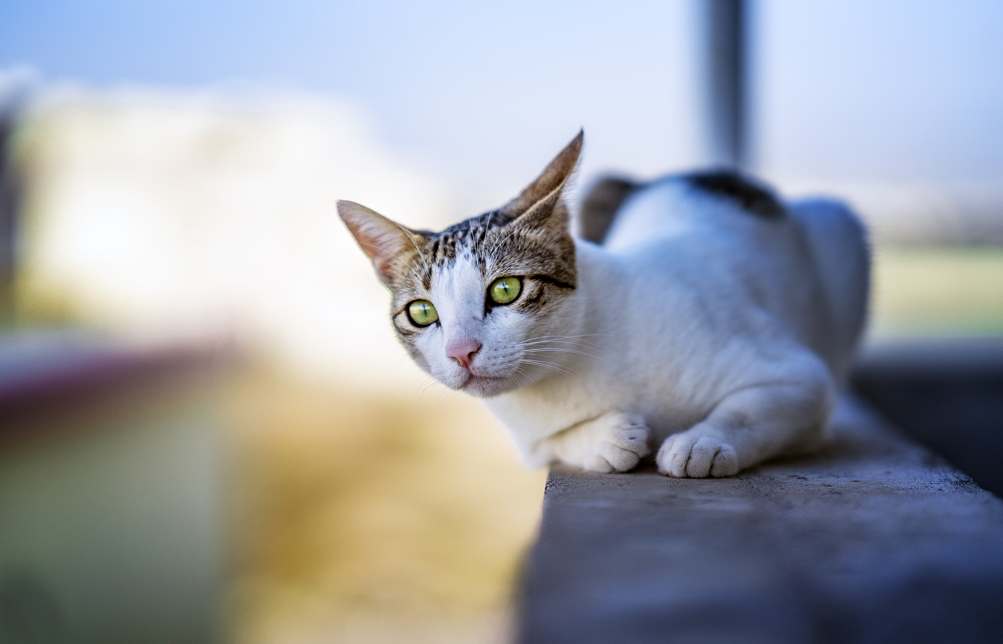Sony FE 85mm F1.4 GM sample photo. Cheeky smells something photography