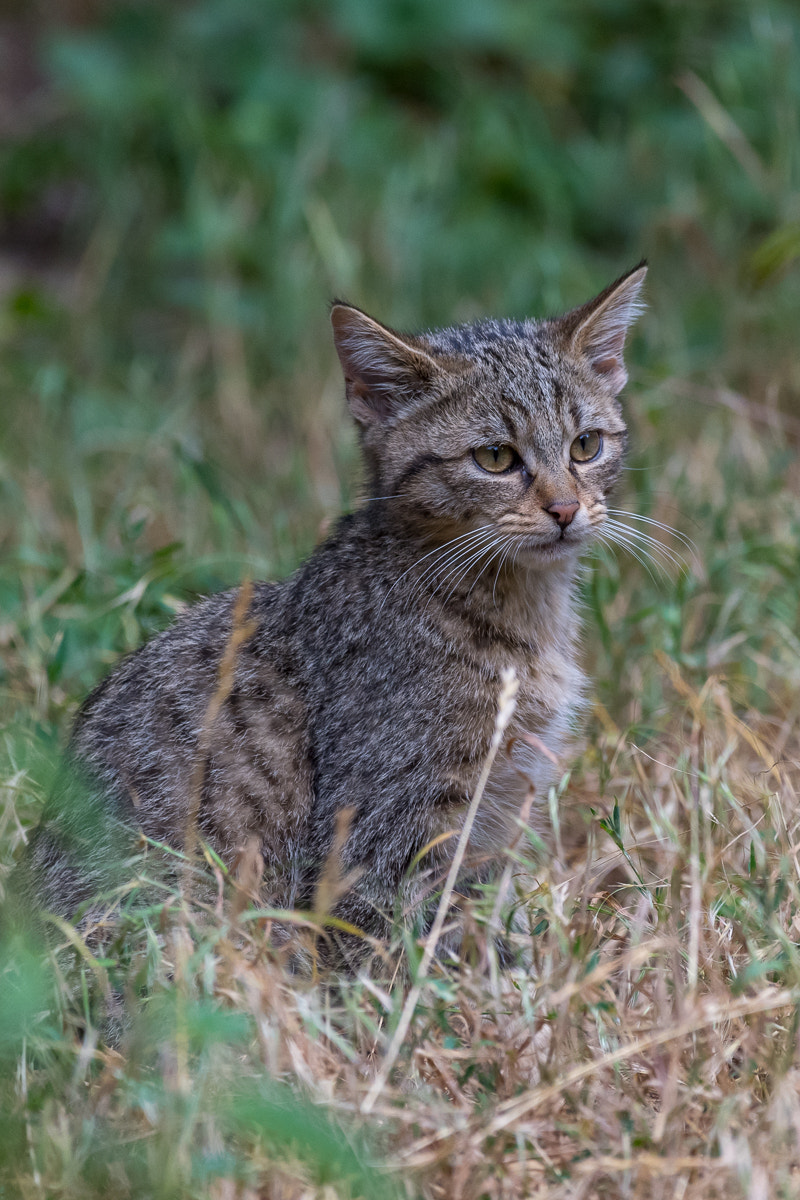 Nikon D5 + Nikon AF-S Nikkor 200-500mm F5.6E ED VR sample photo. Wildcat photography