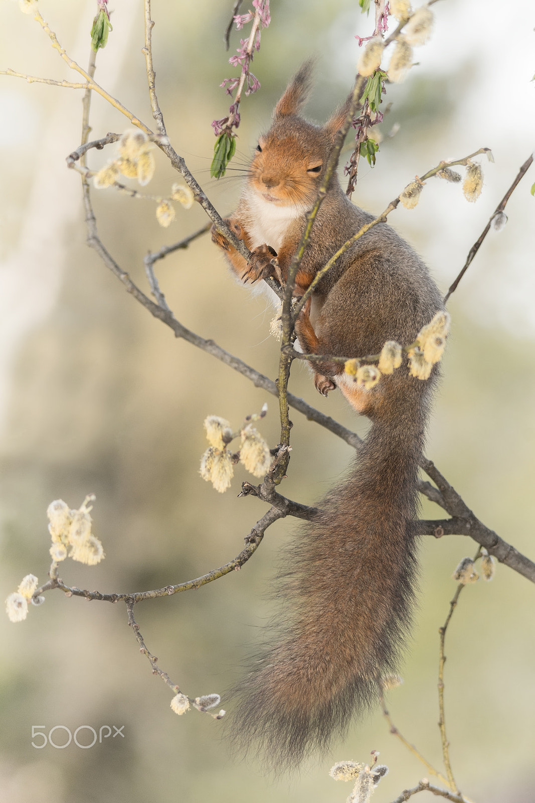 Sigma 150-500mm F5-6.3 DG OS HSM sample photo. In a dreamtime photography