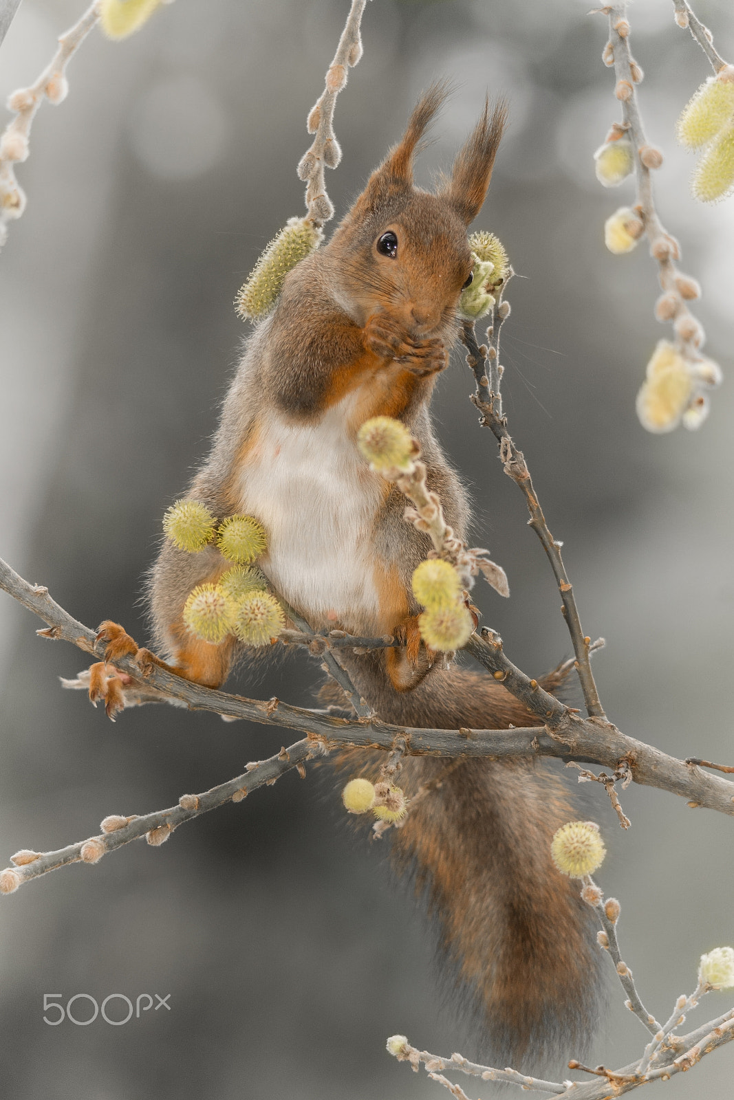 Sigma 150-500mm F5-6.3 DG OS HSM sample photo. In between willow flowers photography