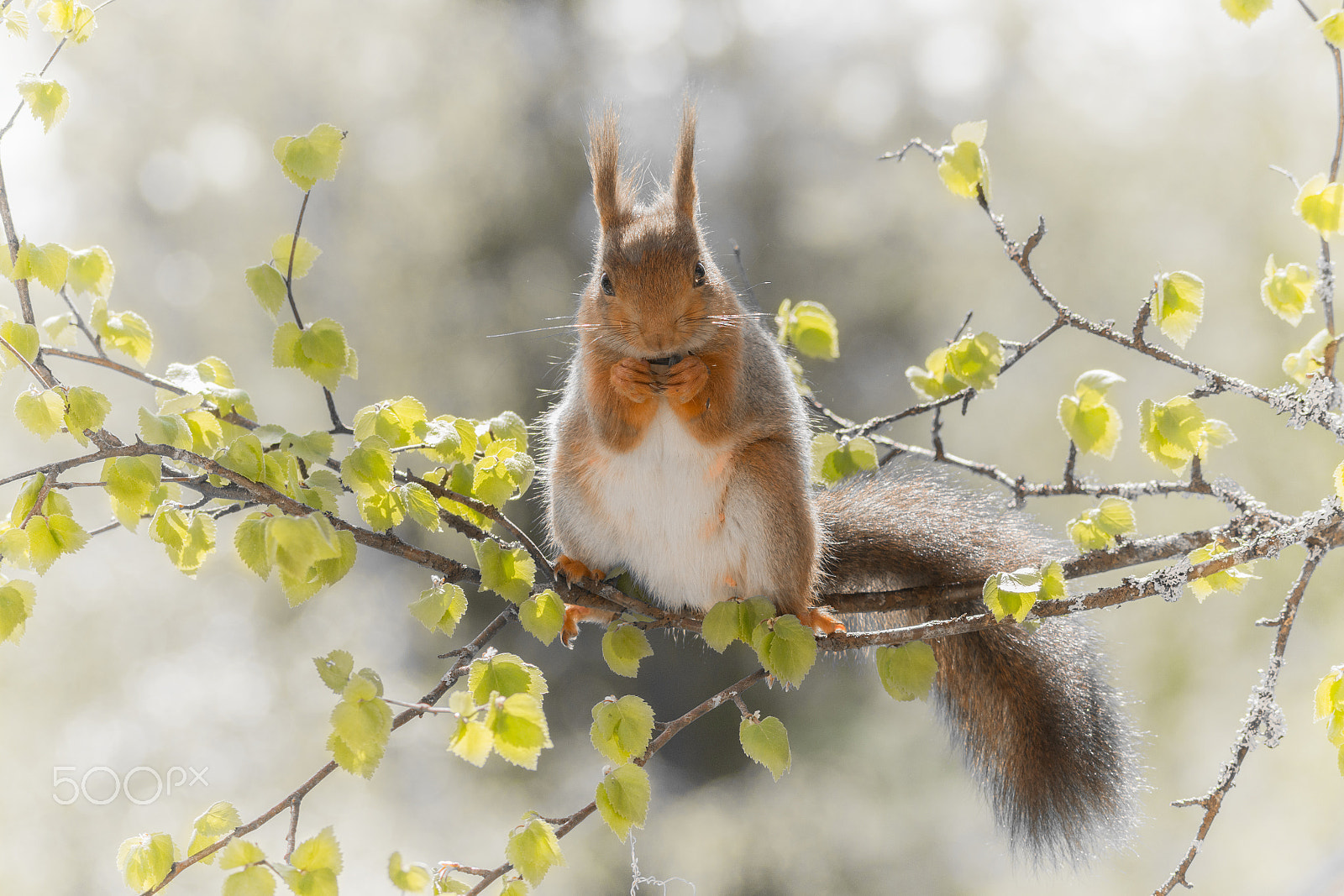 Sigma 150-500mm F5-6.3 DG OS HSM sample photo. Middle of spring photography