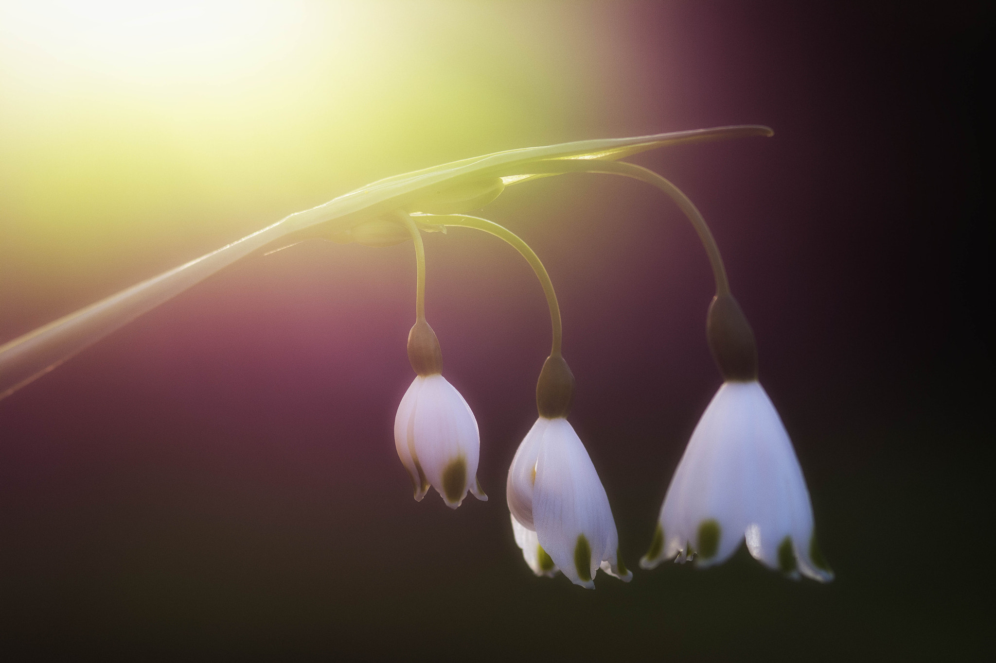 Nikon D7100 + AF Micro-Nikkor 105mm f/2.8 sample photo. Sunset in my garden photography
