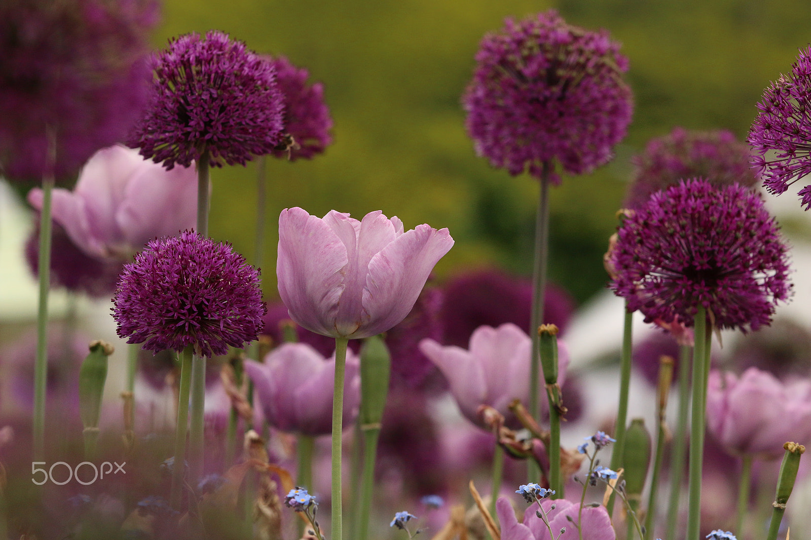 Canon EF 70-200mm F2.8L IS II USM sample photo. Img1239_allium+tulips photography