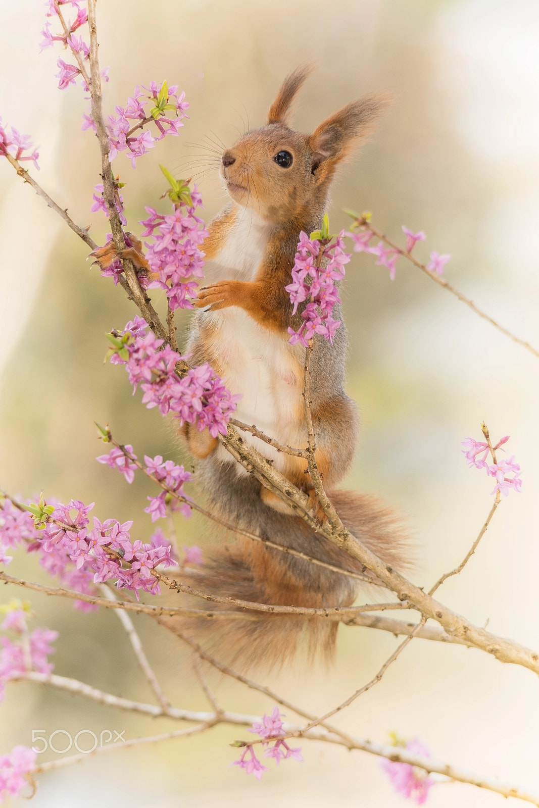 Sigma 150-500mm F5-6.3 DG OS HSM sample photo. Be flowered photography