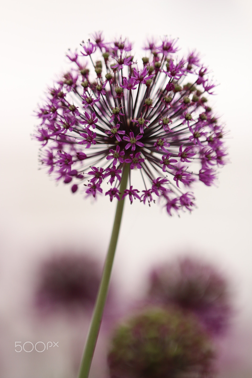 Canon EOS 70D + Canon EF 70-200mm F2.8L IS II USM sample photo. Img1250_allium photography