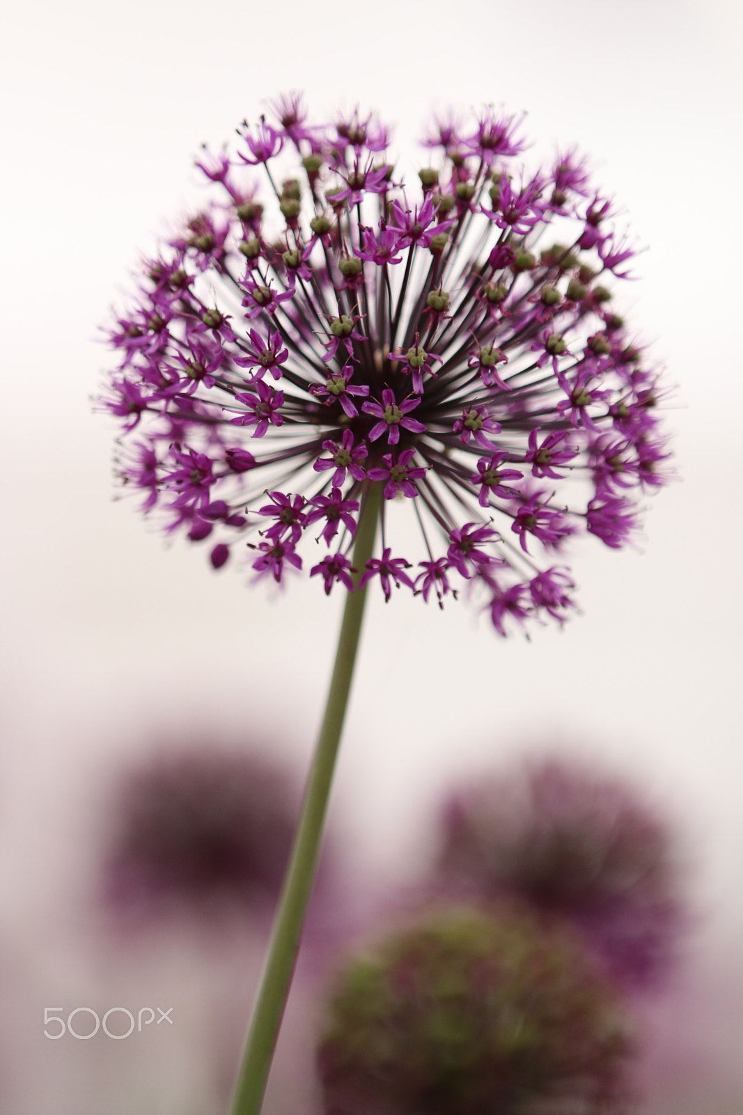 Canon EF 70-200mm F2.8L IS II USM sample photo. Img1250_allium photography