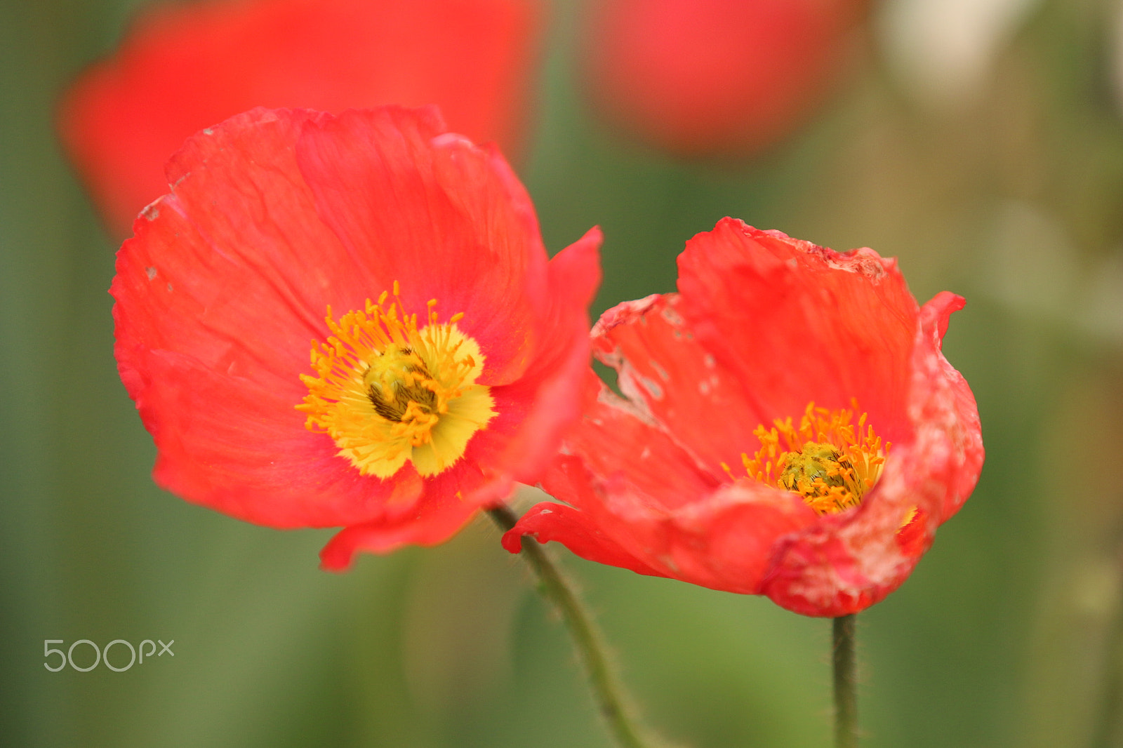 Canon EF 70-200mm F2.8L IS II USM sample photo. Img1267_poppy1 photography
