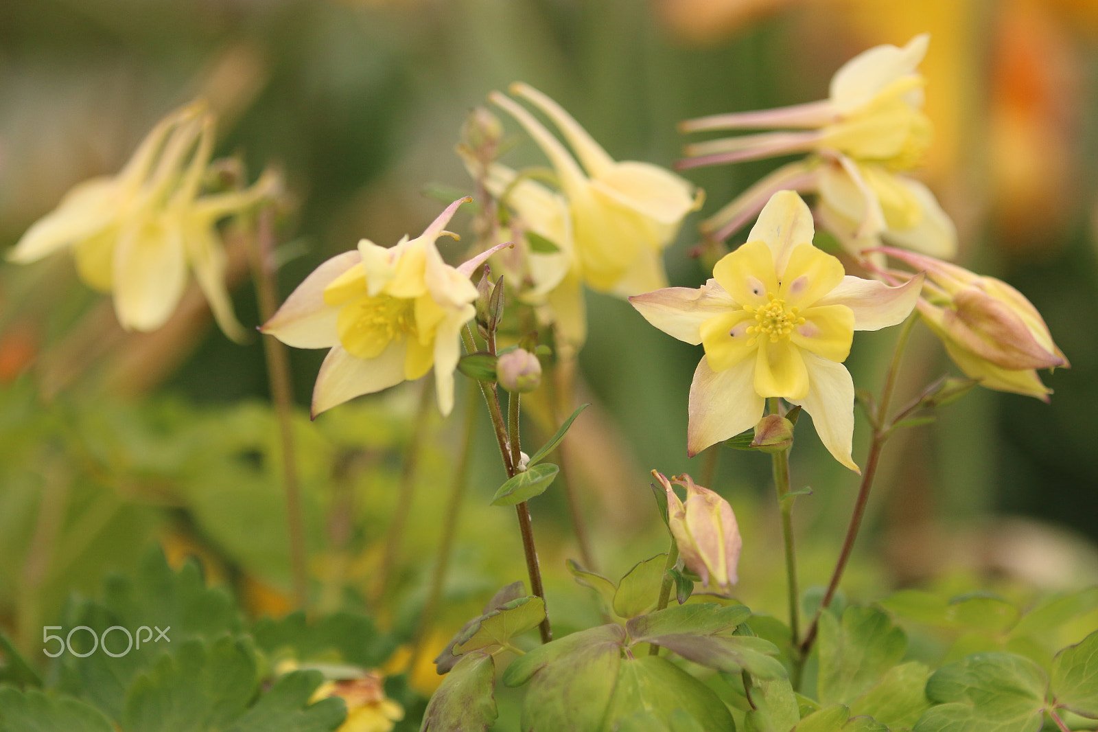 Canon EF 70-200mm F2.8L IS II USM sample photo. Img1264_flower1 photography