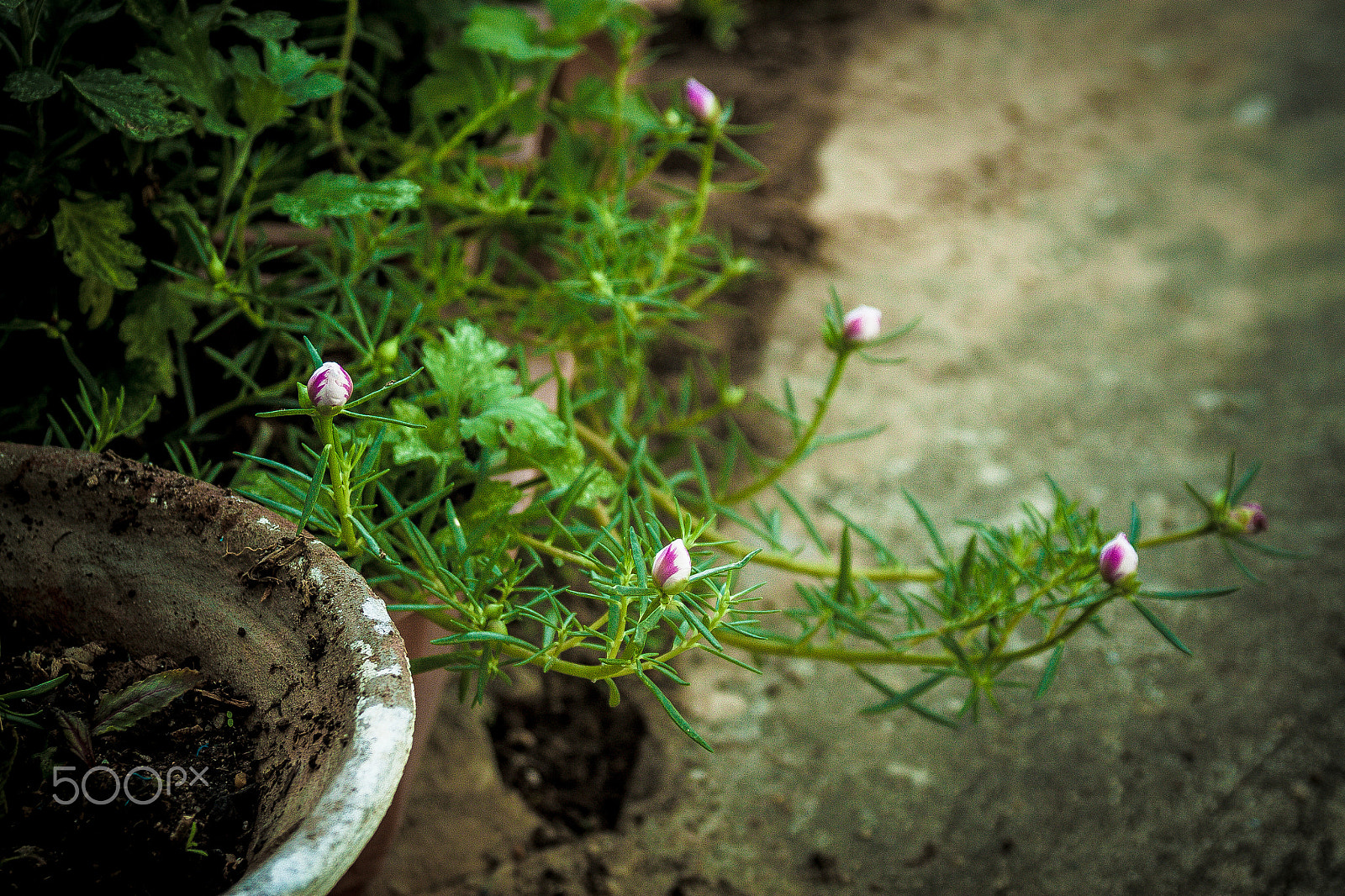 Canon EOS 500D (EOS Rebel T1i / EOS Kiss X3) sample photo. Img photography