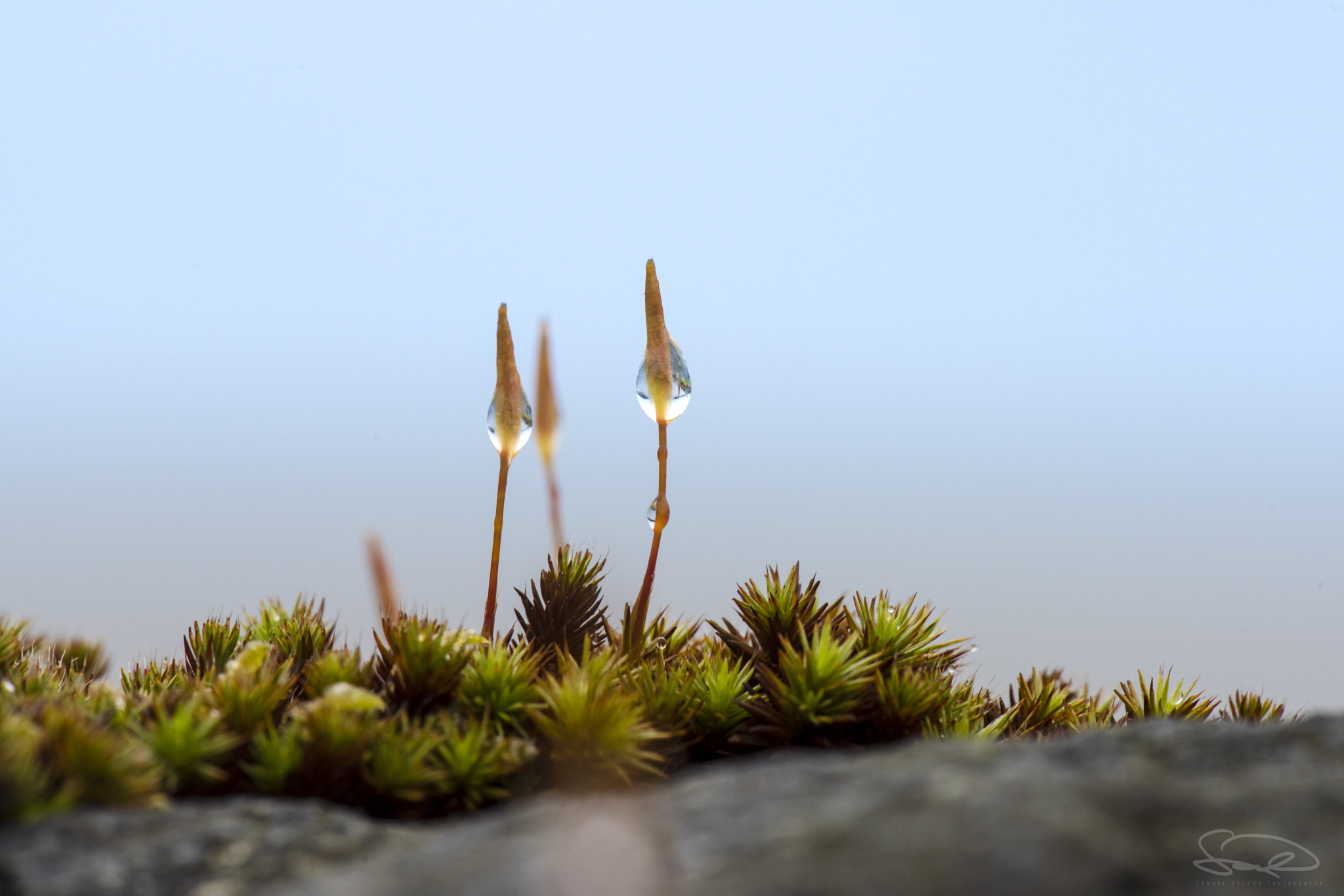 Nikon AF-S Micro-Nikkor 105mm F2.8G IF-ED VR sample photo. Drops of mist photography