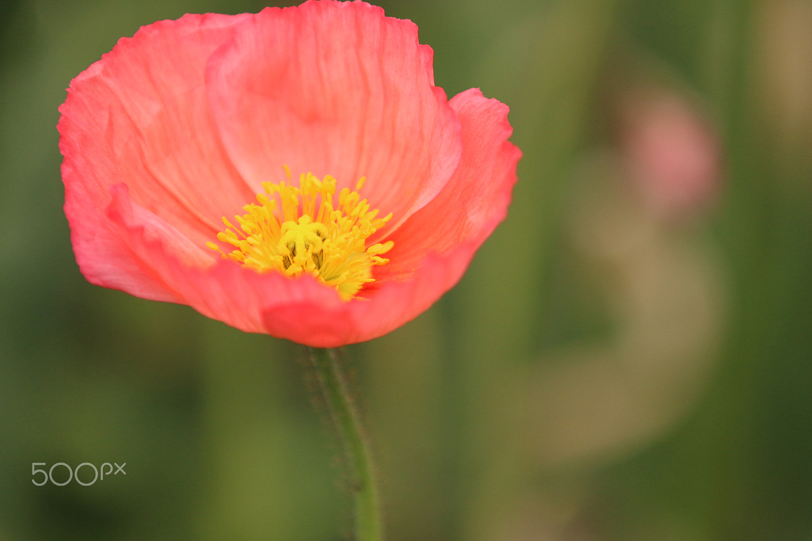 Canon EOS 70D + Canon EF 70-200mm F2.8L IS II USM sample photo. Img1270_poppy2 photography