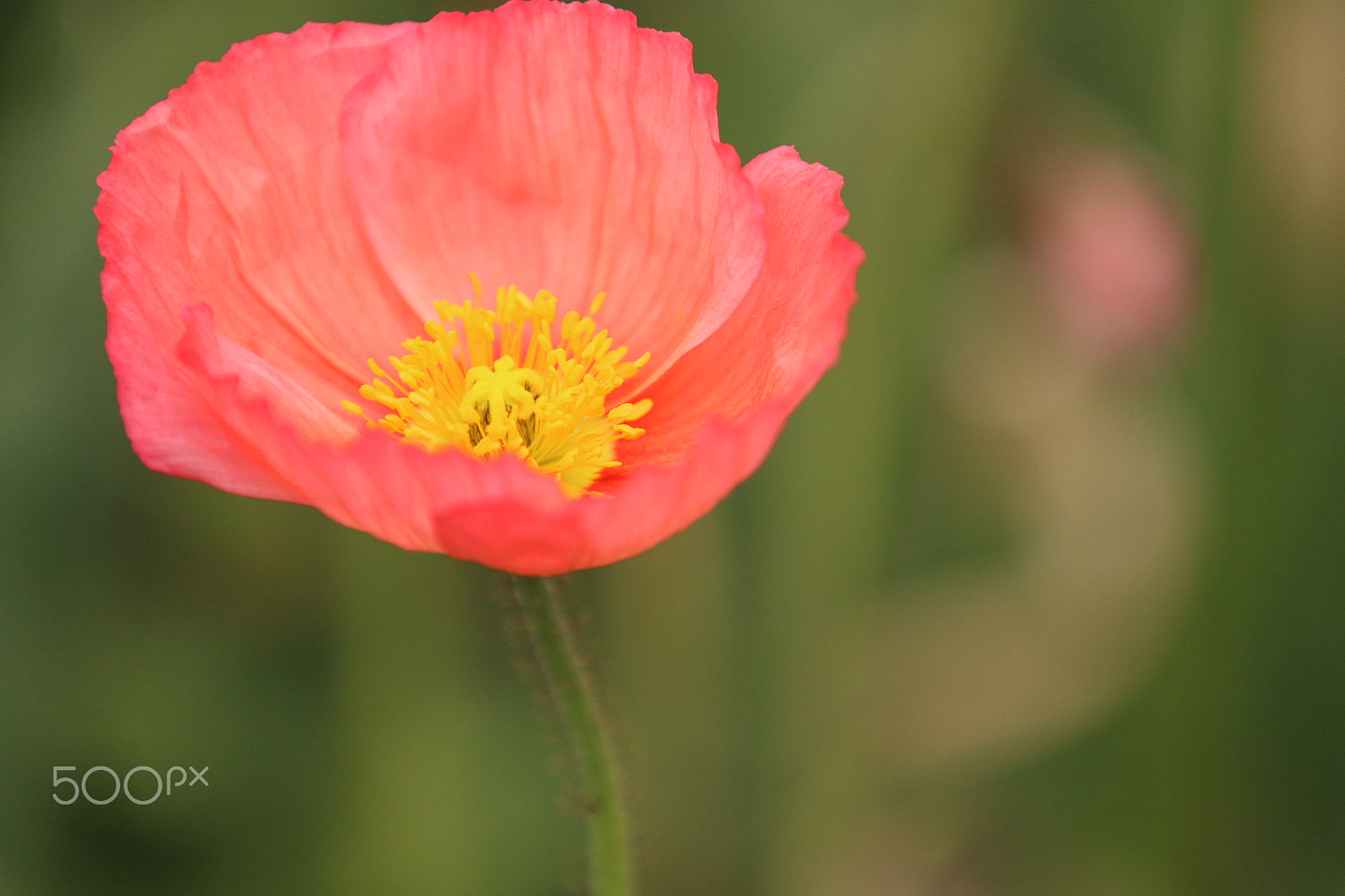 Canon EF 70-200mm F2.8L IS II USM sample photo. Img1270_poppy2 photography