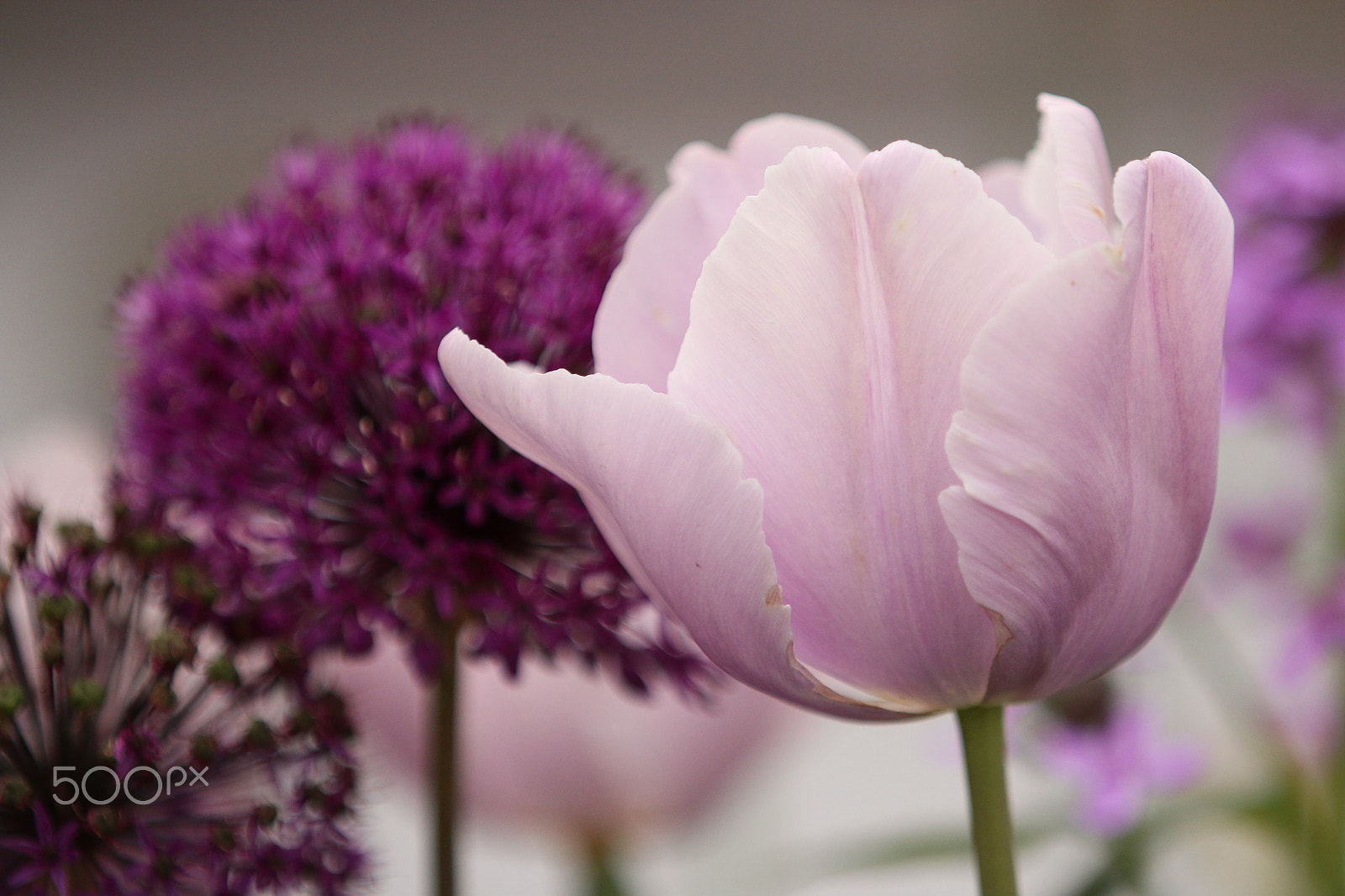 Canon EF 70-200mm F2.8L IS II USM sample photo. Img1274_allium+tulip photography