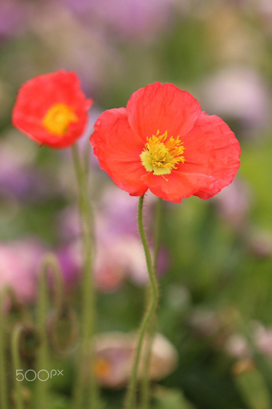 Canon EF 70-200mm F2.8L IS II USM sample photo. Img1273_poppy3 photography
