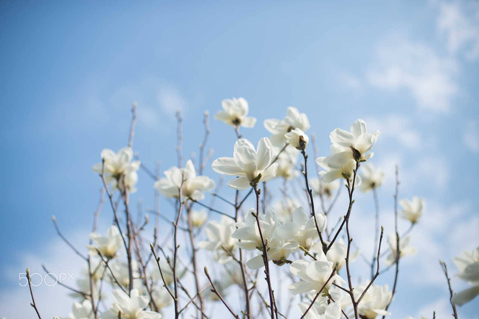 AF Nikkor 50mm f/1.4 sample photo. Fresh air photography