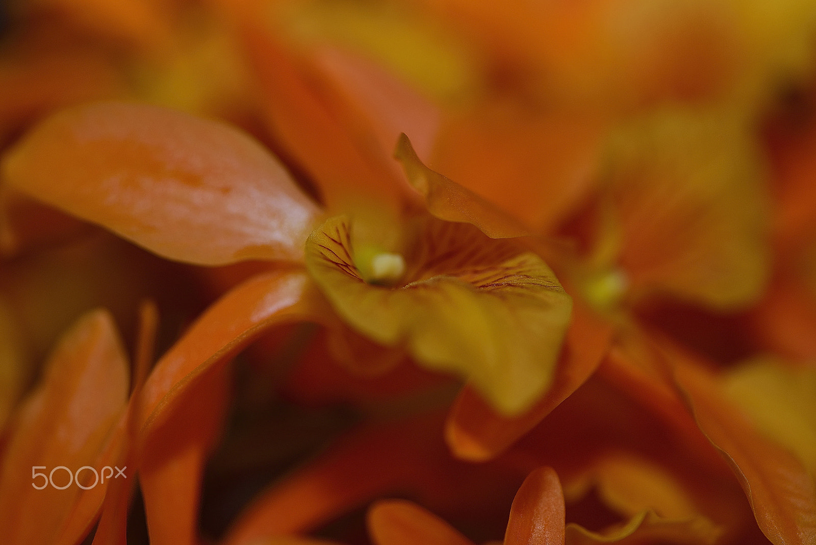 Nikon AF-S Micro-Nikkor 105mm F2.8G IF-ED VR sample photo. Orchid flower～神戸洋蘭展～ photography