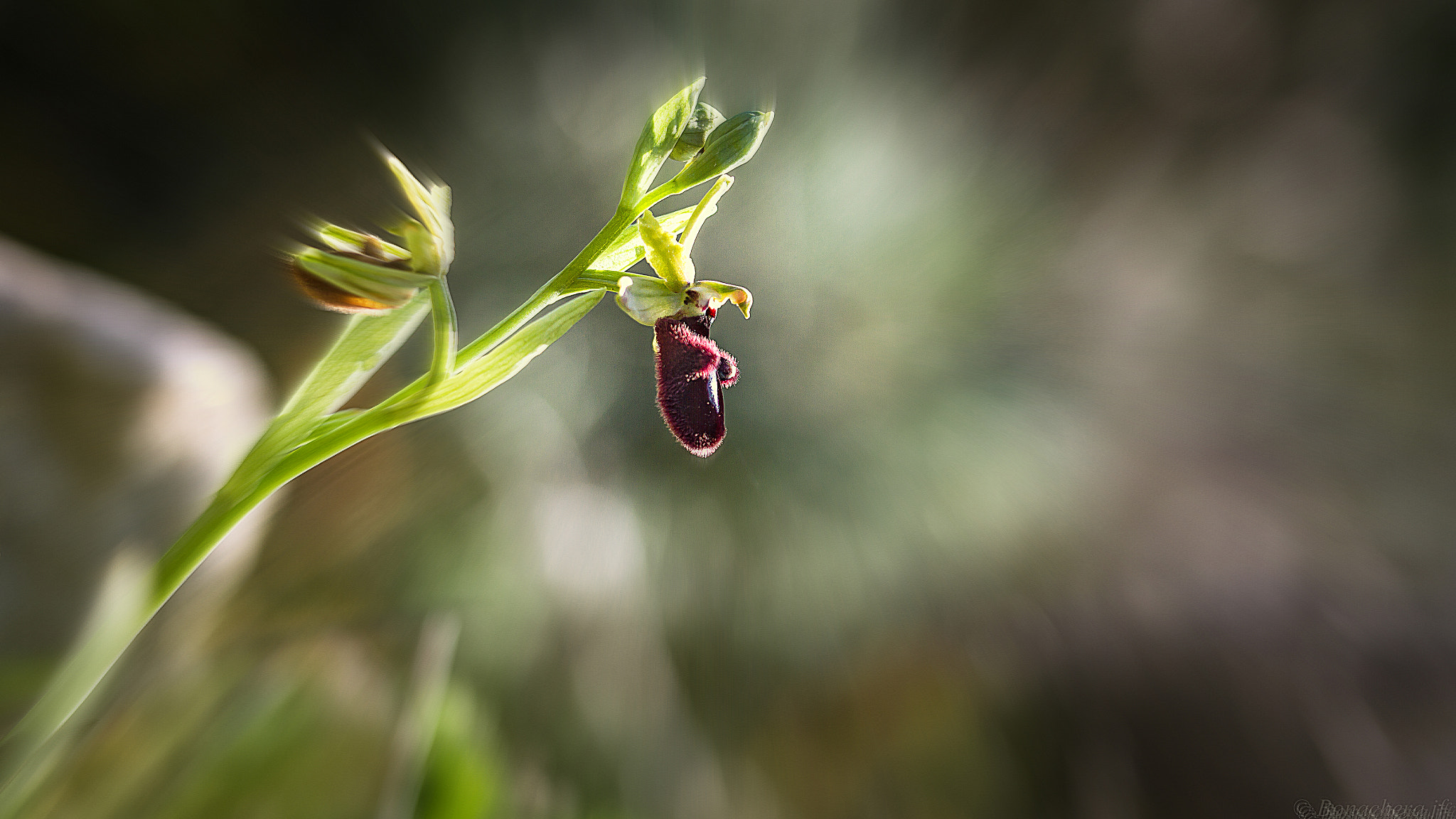 Sigma 150mm f/2.8 EX DG OS HSM APO Macro sample photo. Ophrys incubacea bianca photography