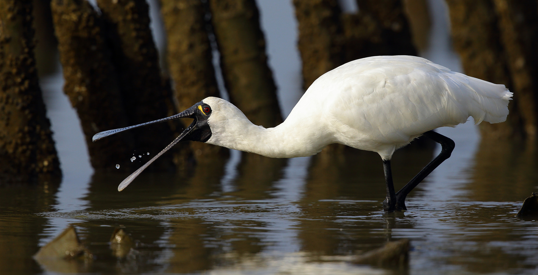 Canon EOS-1D X sample photo. Platalea minor photography