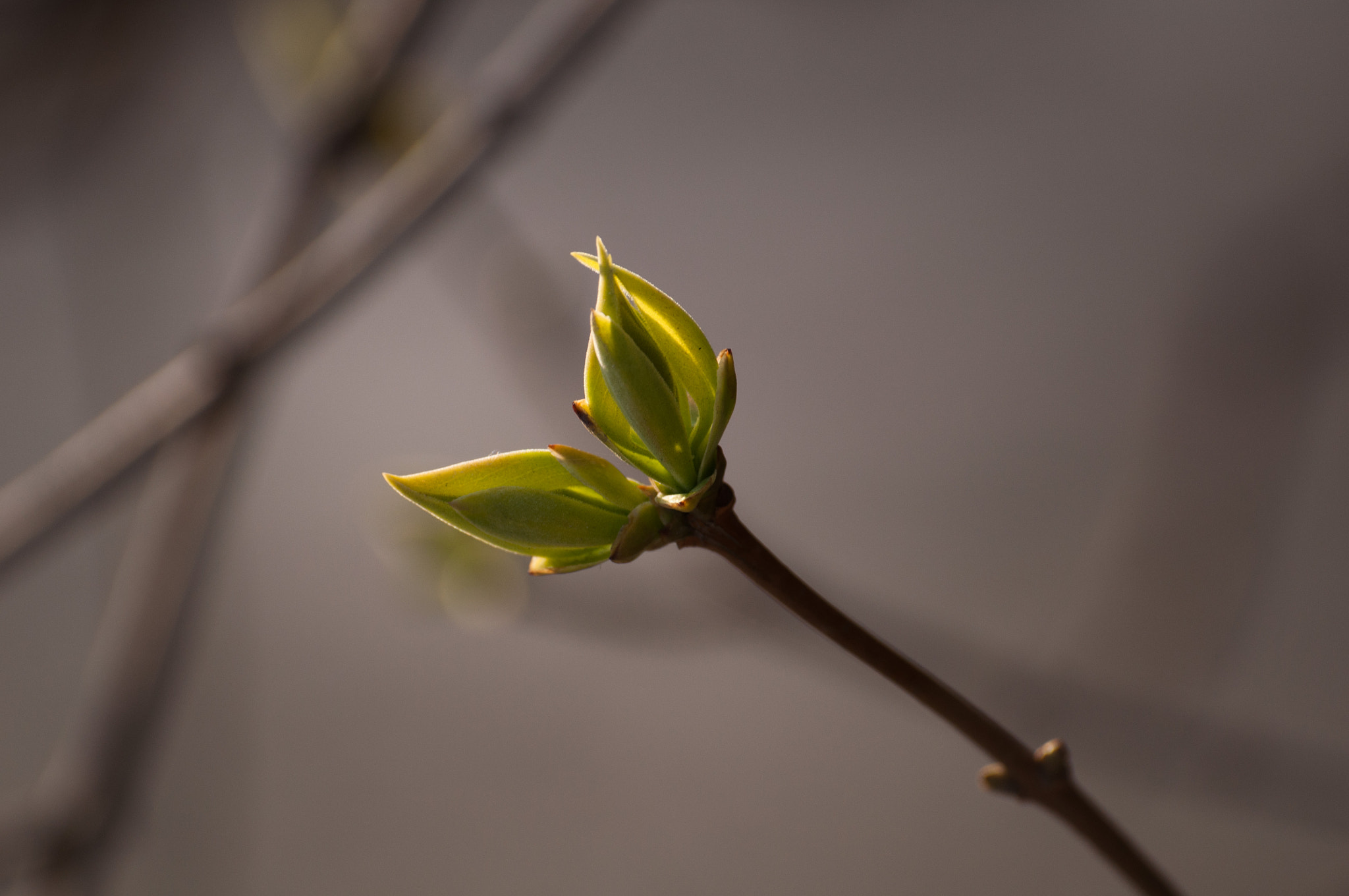 Sigma 70-300mm F4-5.6 APO DG Macro sample photo. Dsc photography