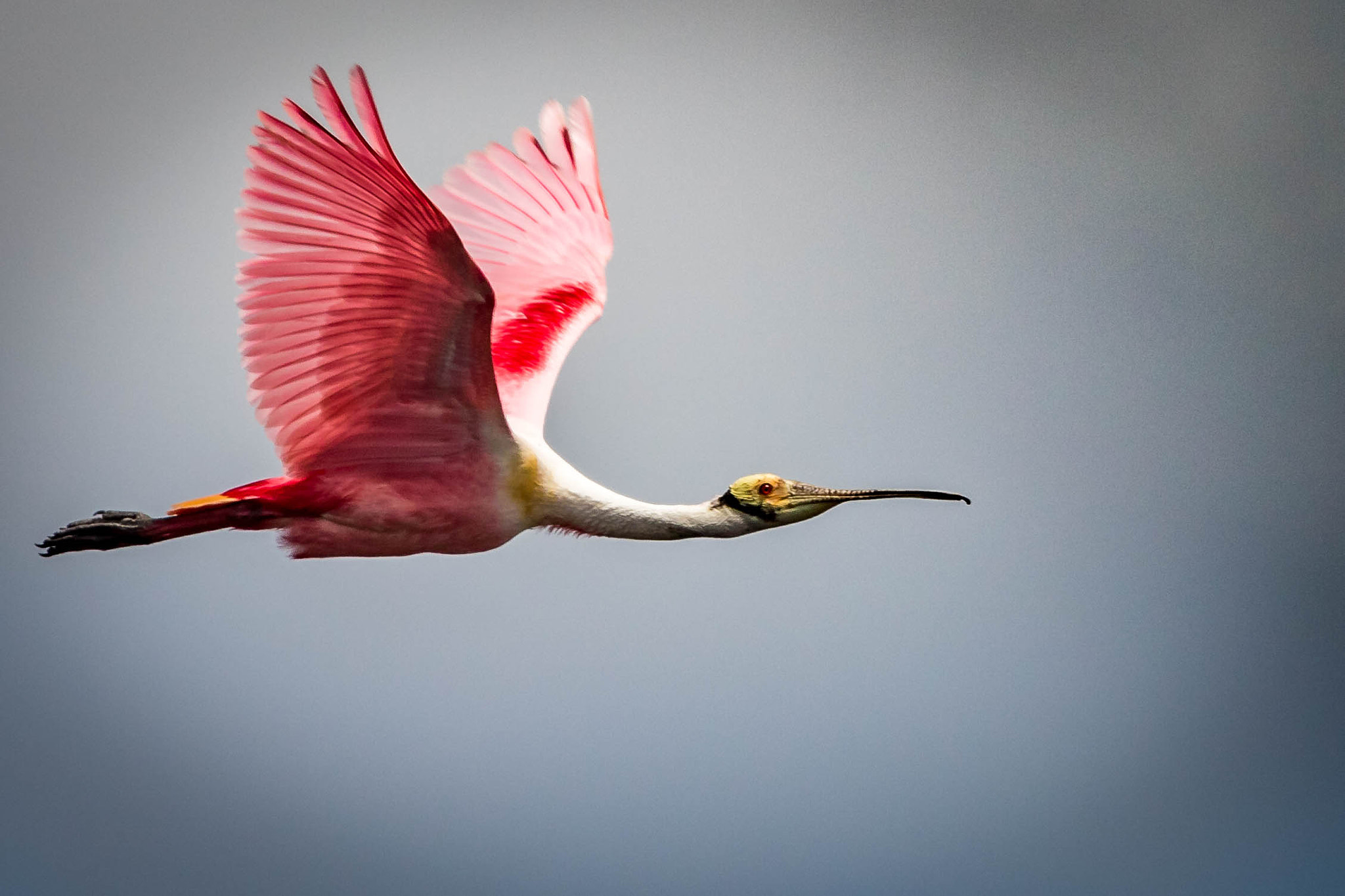 Canon EOS 7D Mark II + Canon EF 100-400mm F4.5-5.6L IS USM sample photo. Spoonbill 3 photography