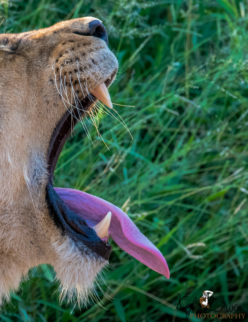 Sigma 120-400mm F4.5-5.6 DG OS HSM sample photo. Lion photography