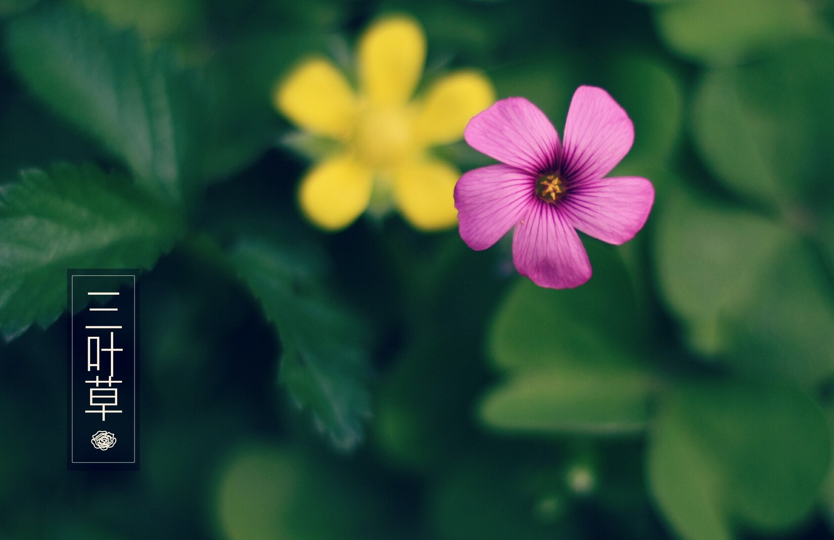 Canon EOS 1000D (EOS Digital Rebel XS / EOS Kiss F) + Canon EF 50mm F1.8 STM sample photo. 三叶草 photography