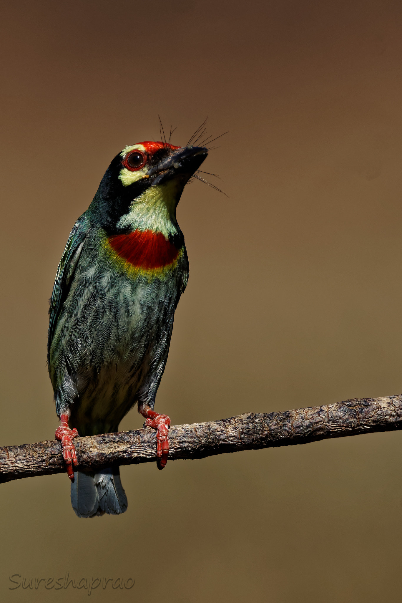 Sony 500mm F4 G SSM sample photo. Copper smith barbet photography